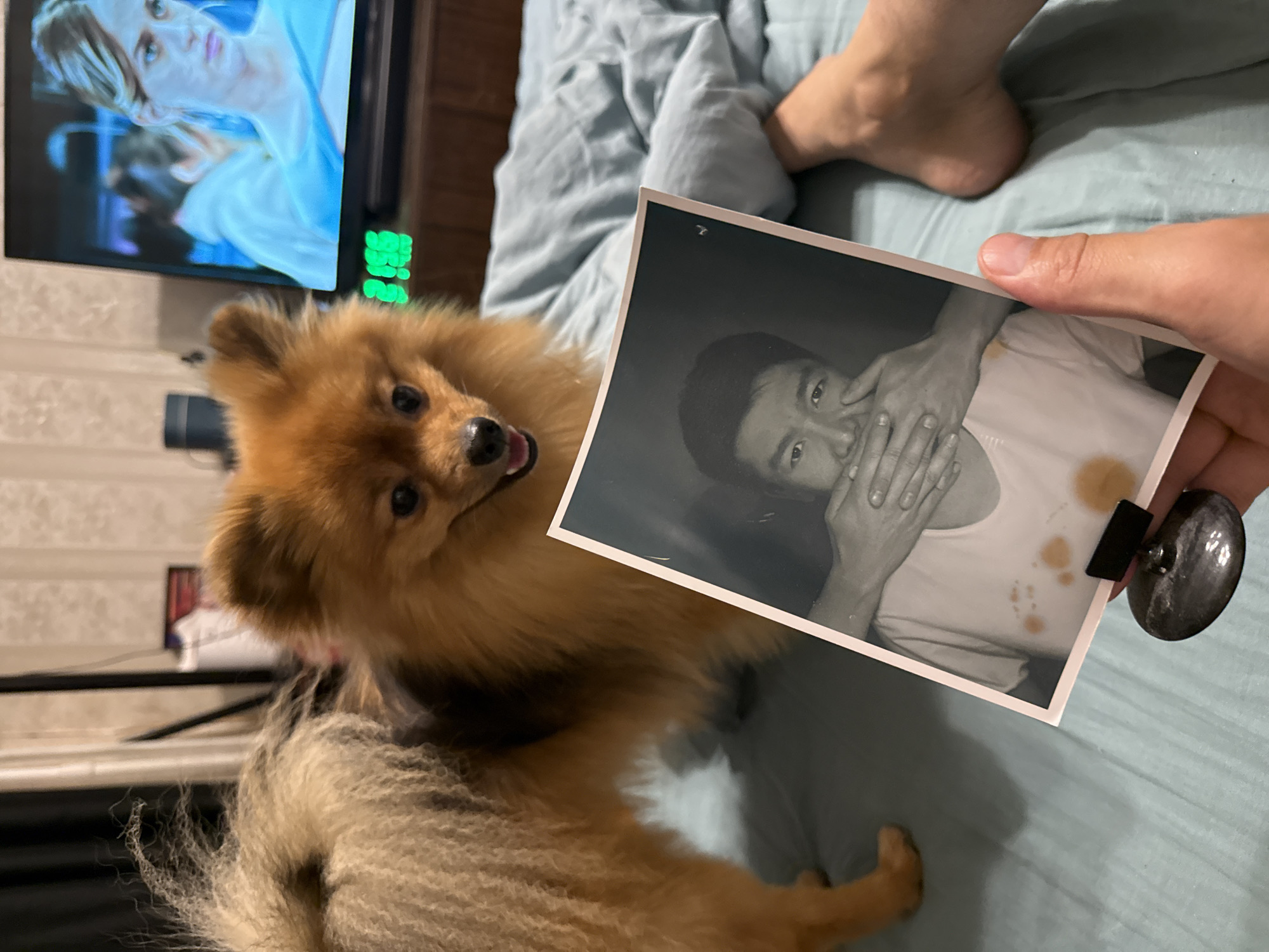 A Pomeranian dog stands on a bed with light blue sheets, holding a black and white photograph in its mouth. The photograph depicts a man covering his mouth with his hands and has two brown stains on his white t-shirt. In the background, a television screen displays a woman's face. A person's foot is visible on the right side of the image. The image was taken in Khimki, Russia.