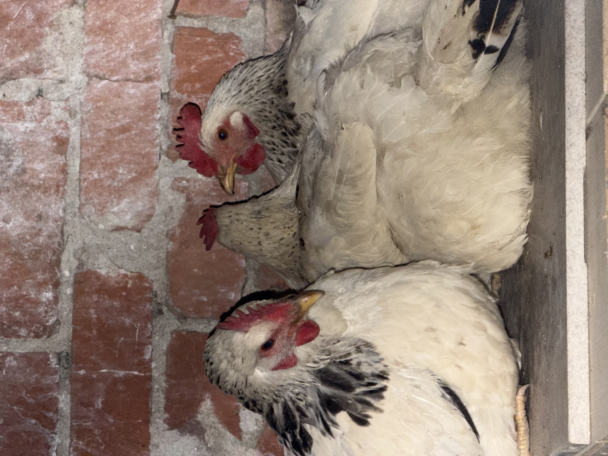 Three domestic chickens are depicted in a close-up, vertically oriented image, huddled together against a brick wall and a dark, possibly wooden or concrete, structure. The chickens are predominantly white with speckled grey and black feathers, particularly around their necks and wings. Each chicken has a prominent red comb and wattles, and a yellow beak. Their eyes are dark and visible, giving them a calm, somewhat sleepy appearance.
The chicken at the top of the frame has its head facing left, towards the brick wall, with its body facing right. The middle chicken is partially obscured, positioned below the top one, with its head also facing left. The third chicken, at the bottom, is more clearly visible, resembling the top one in markings and posture, and is nestled closely against the other two and the dark structure on the right.
The background consists of an aged brick wall on the left, with reddish-brown bricks and grey mortar. On the right, a dark, flat surface suggests a wooden plank or concrete slab, forming a tight corner where the chickens are gathered. The lighting is dim, suggesting an indoor setting, possibly a coop or shed, and could be night or early morning. No specific activity beyond resting or roosting is observed. There is no visible text in the image. The scene takes place in Yuzhny, Russia.