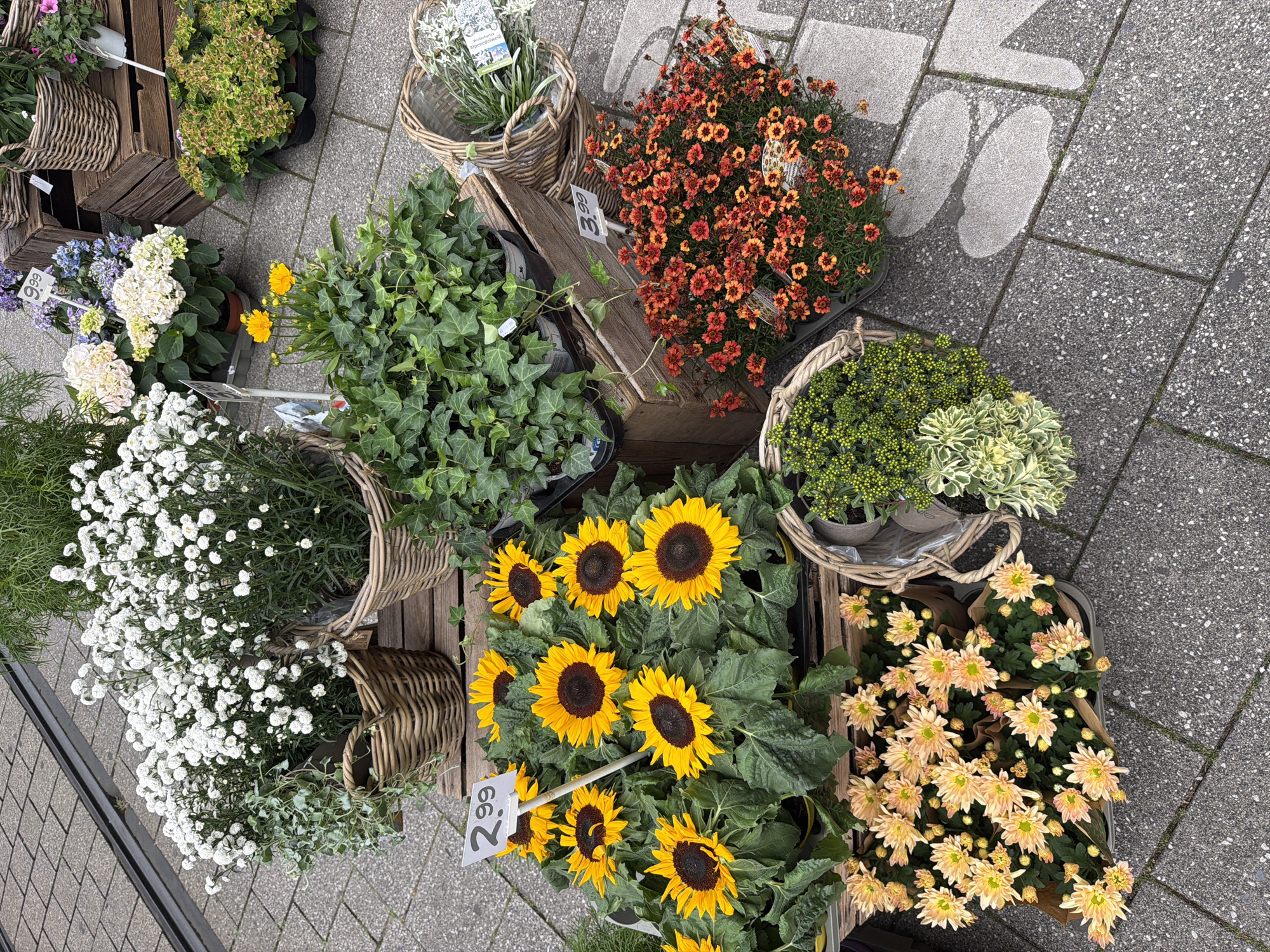 An outdoor flower market stall displays various potted plants on a stone sidewalk in Witten, Germany. The scene features several arrangements of sunflowers, chrysanthemums in peach and orange hues, white flowers, and green foliage plants. Some of the plants are in woven baskets, while others are in plastic pots. Price tags are visible, showing prices of "2.99" and "3.99". Wooden crates are used to elevate some of the displays. The ground is paved with textured grey stone tiles.