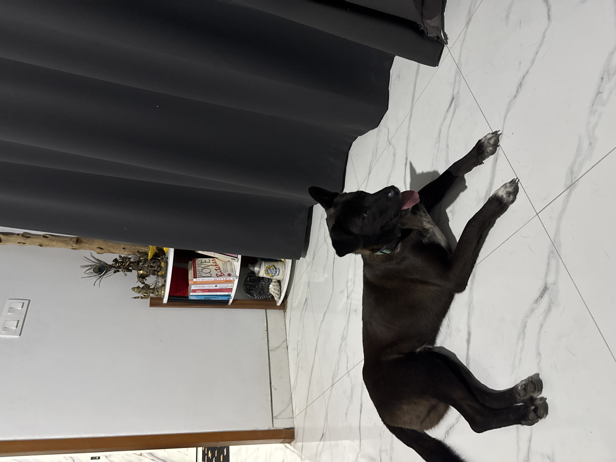 In Sukawati, Indonesia, a black dog with a tan chest is lying on a marble-tiled floor in a room. The dog is looking towards the left side of the image, with its tongue hanging out. Behind the dog, a tall, dark curtain hangs from the ceiling. To the left of the curtain and behind the dog, a white wall is visible, featuring a light switch with three toggles. Further to the left, a doorway with a brown frame leads to another area. A white, curved bookshelf is also present, containing several books, two decorative figures, and a jar. The overall environment appears to be indoors.