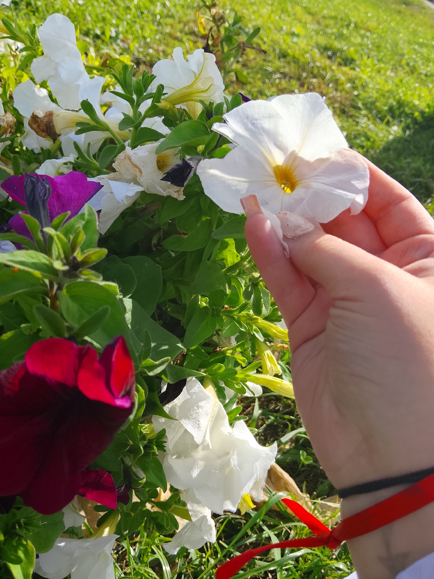 The image shows a close-up view of a hand gently touching a white petunia flower. The hand has light-colored skin and is adorned with a black string and a red ribbon tied around the wrist. The flower is delicate with pale yellow pistils and stamens. Several other petunias of various colors, including deep red, purple, and white, are visible in the background, amidst lush green foliage. The scene appears to be outdoors, possibly in a garden or park, with a grassy area in the background that is brightly lit by sunlight. There is no visible indication of the specific location being Verkhopol'e, Russia.