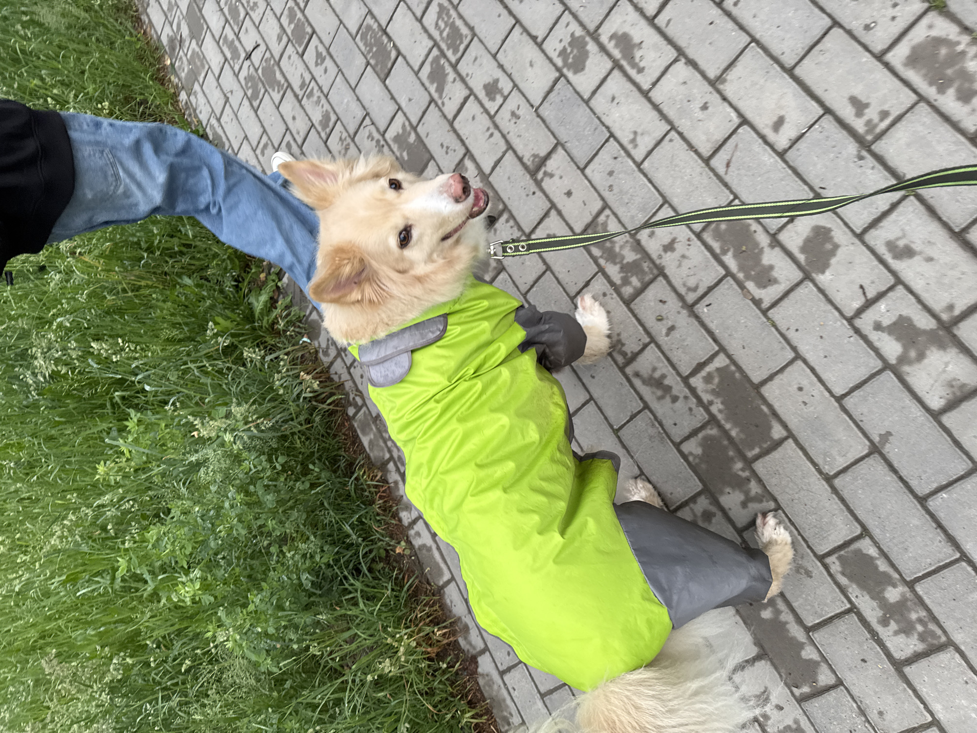 An outdoor, high-angle shot depicts a person walking a light-colored dog on a leash in Chaikovsky, Russia. The dog, a medium-sized breed with light brown fur, is wearing a prominent neon green and grey raincoat, suggesting damp or wet weather conditions. The paved path, made of rectangular grey blocks, shows visible wet patches. To the left, a vibrant green grassy area runs alongside the path. The dog is looking up towards its handler, with a happy and engaged expression, mouth slightly open and tongue visible. The person's lower body is visible, wearing blue jeans and a dark top, with their left leg extended. The black leash with a bright green stripe is taut, connecting to the dog's collar. The overall lighting suggests an overcast or dull daytime. There is no visible text in the image.