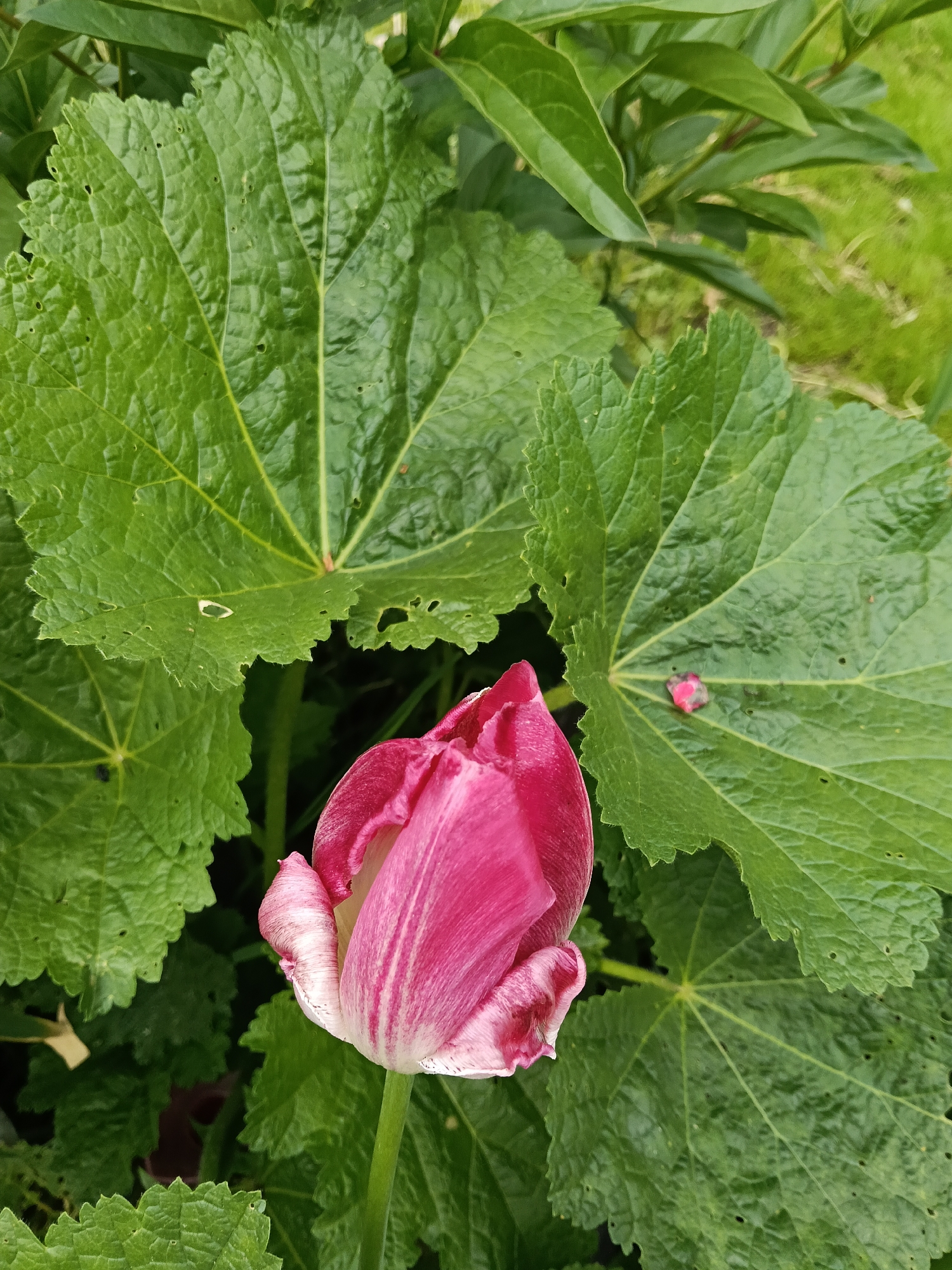 The image shows a closed pink and white tulip flower in a garden setting. The flower is surrounded by large, green leaves with visible veins and serrated edges. One fallen petal of the same colour sits on one of the leaves. The background shows more green foliage and some grass. The location is unknown.