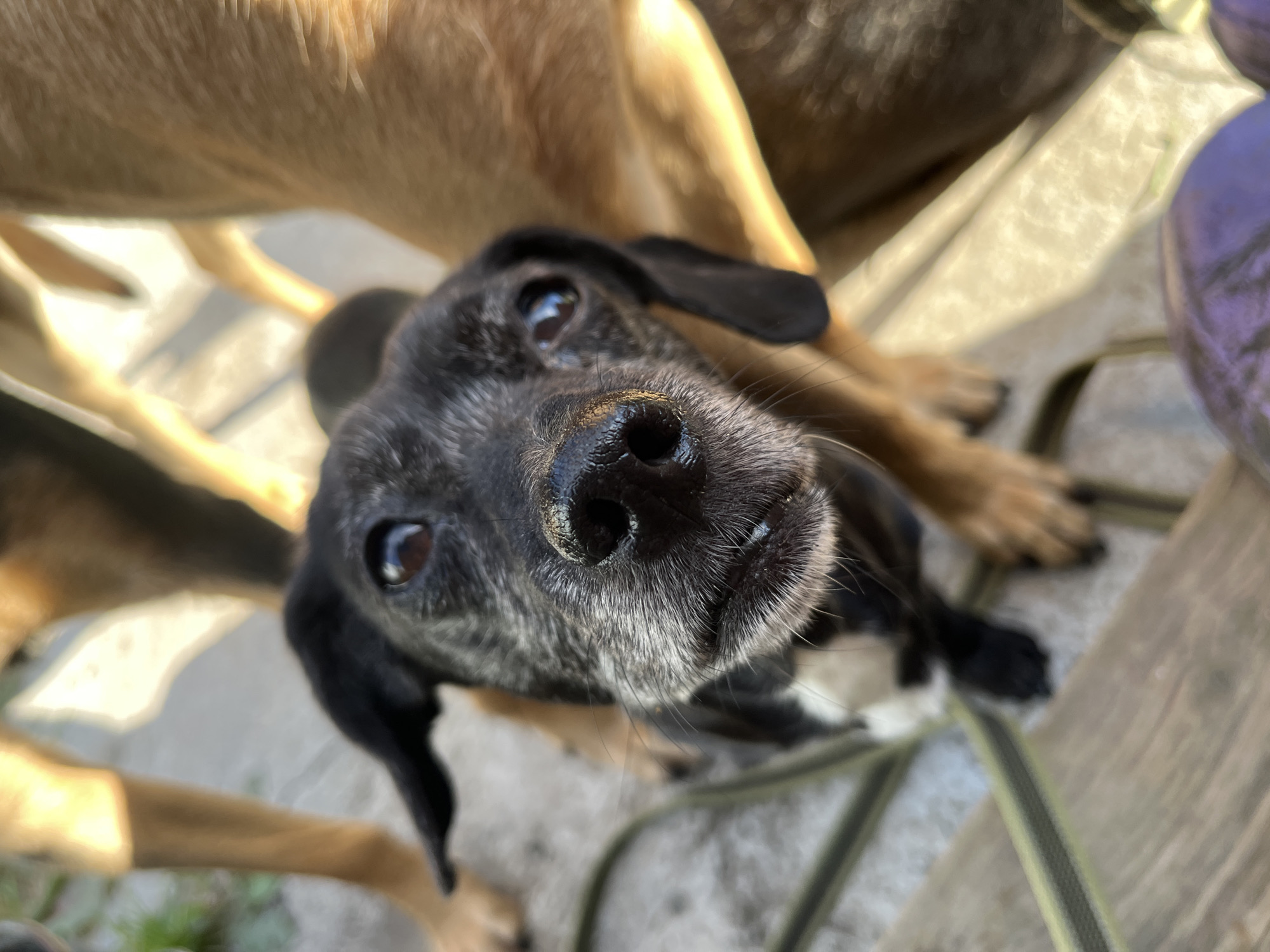 A close-up, high-angle shot shows the face of a small black dog looking directly at the camera. The dog has brown eyes, a wet black nose, and graying fur around its muzzle. Its ears are floppy and black. The dog is partially obscured by the legs of at least two other larger dogs, one tan and one dark brown, which are out of focus in the background. A leash, a green and yellow striped ribbon, is visible in the lower left of the frame, draped over a wooden surface. The ground appears to be a light-colored concrete or paved surface with some gravel. The scene is outdoors, likely in a yard or park. The location is not specified as Nizhny Tagil, Russia.