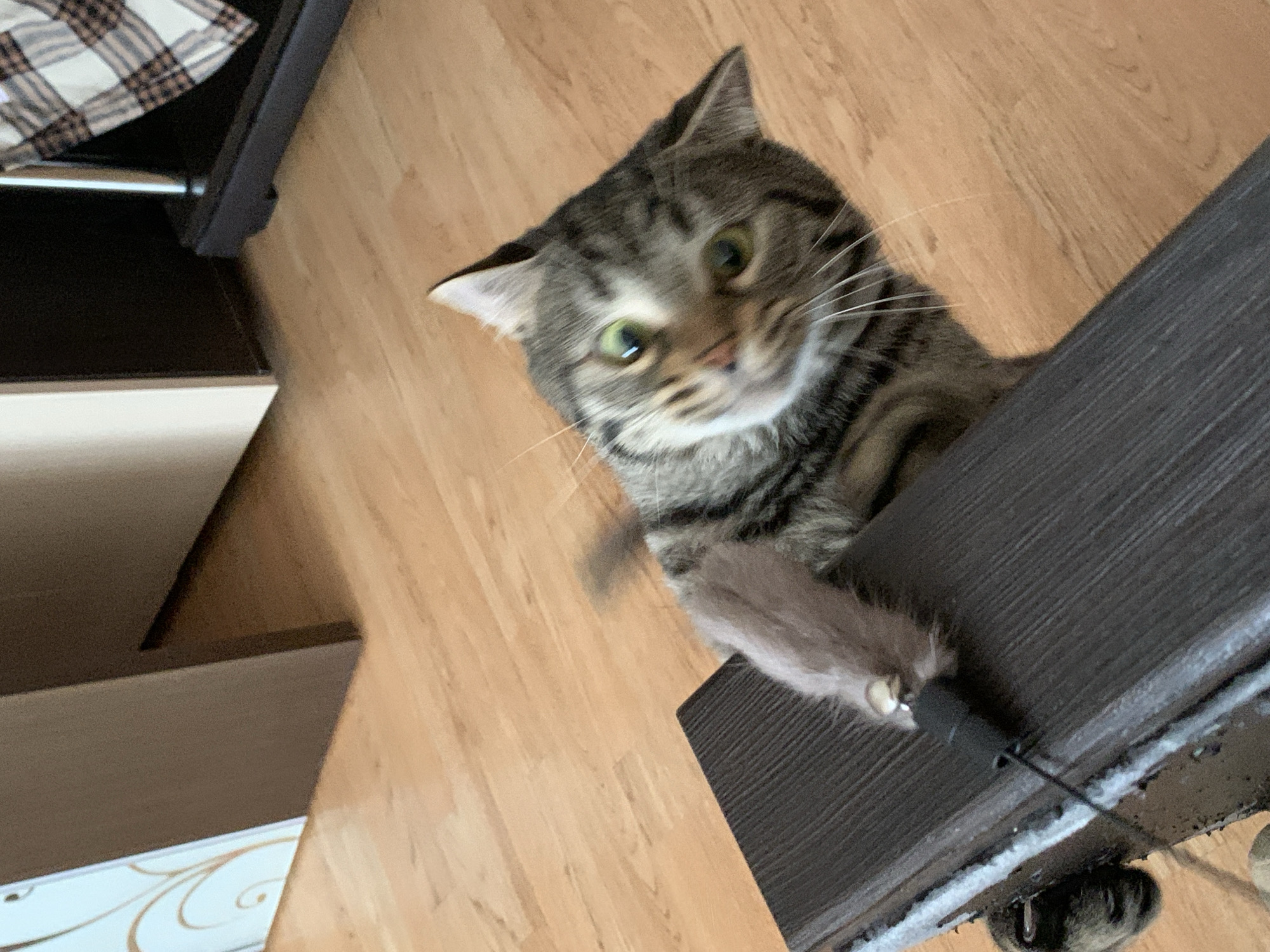 A tabby cat with green eyes and a brown, gray, and black striped coat is positioned on a brown wooden floor next to a piece of furniture with a white and gold design and a brown top. The cat is looking up at the camera and appears to be reaching out with its right paw. The furniture appears to be part of a cat tree or scratching post, with dark brown wood and white fuzzy trim. A black cat toy is attached to the furniture. The setting suggests an indoor environment, possibly a home. The city of Stavropol, Russia is not evident in the image.