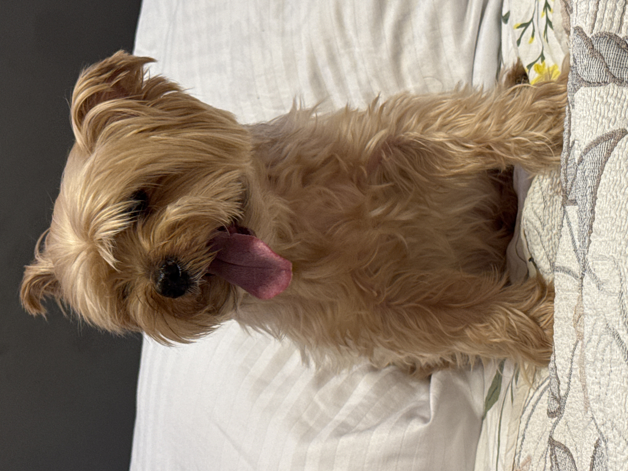 A light brown Yorkshire Terrier with its tongue hanging out sits on a bed with white striped bedding and a patterned comforter. The dog is facing the viewer and is looking slightly to its left. The background is a dark gray wall and a white pillow. The scene is indoors and appears to be in a home.