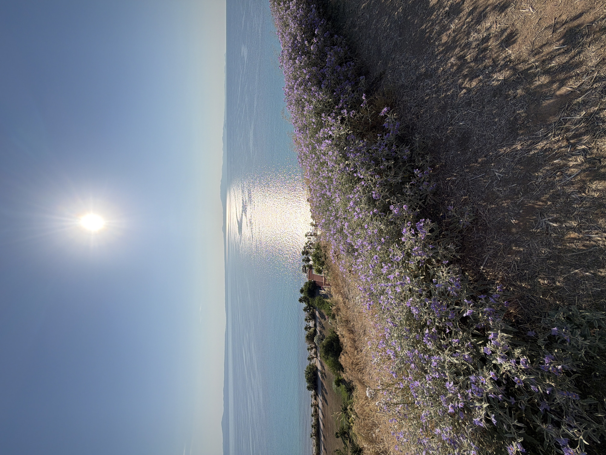 The image depicts a scenic view of the sea from a hilltop in the Kassandra Municipal Unit, Greece. In the foreground, a dense patch of purple wildflowers covers the slope, with dry grass and a dirt path to the right. The sea stretches out to the horizon, reflecting the bright, midday sun, which casts a glittering path across the water. In the midground, a line of palm trees and other greenery borders a beach, with a reddish-brown roofed building visible amongst the trees. The sky is a clear, bright blue, with no clouds. The overall scene is one of natural beauty and tranquility.