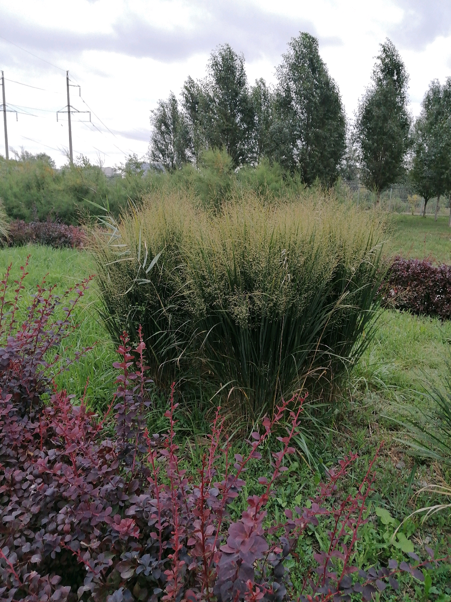 The image depicts an outdoor scene with a focus on a large clump of ornamental grass. In the foreground, there are low-lying bushes with dark red leaves and thin, reddish stems. Behind these bushes, the prominent clump of ornamental grass features long, green blades and a feathery, light-colored plume at the top. The background consists of a grassy area, a row of tall, slender trees with dark green foliage, and a glimpse of power lines and transmission towers against a cloudy sky. The setting appears to be a park or a landscaped area within a city, likely Rostov-on-Don, Russia, given the information provided about the location. There are no people or animals visible in the image.