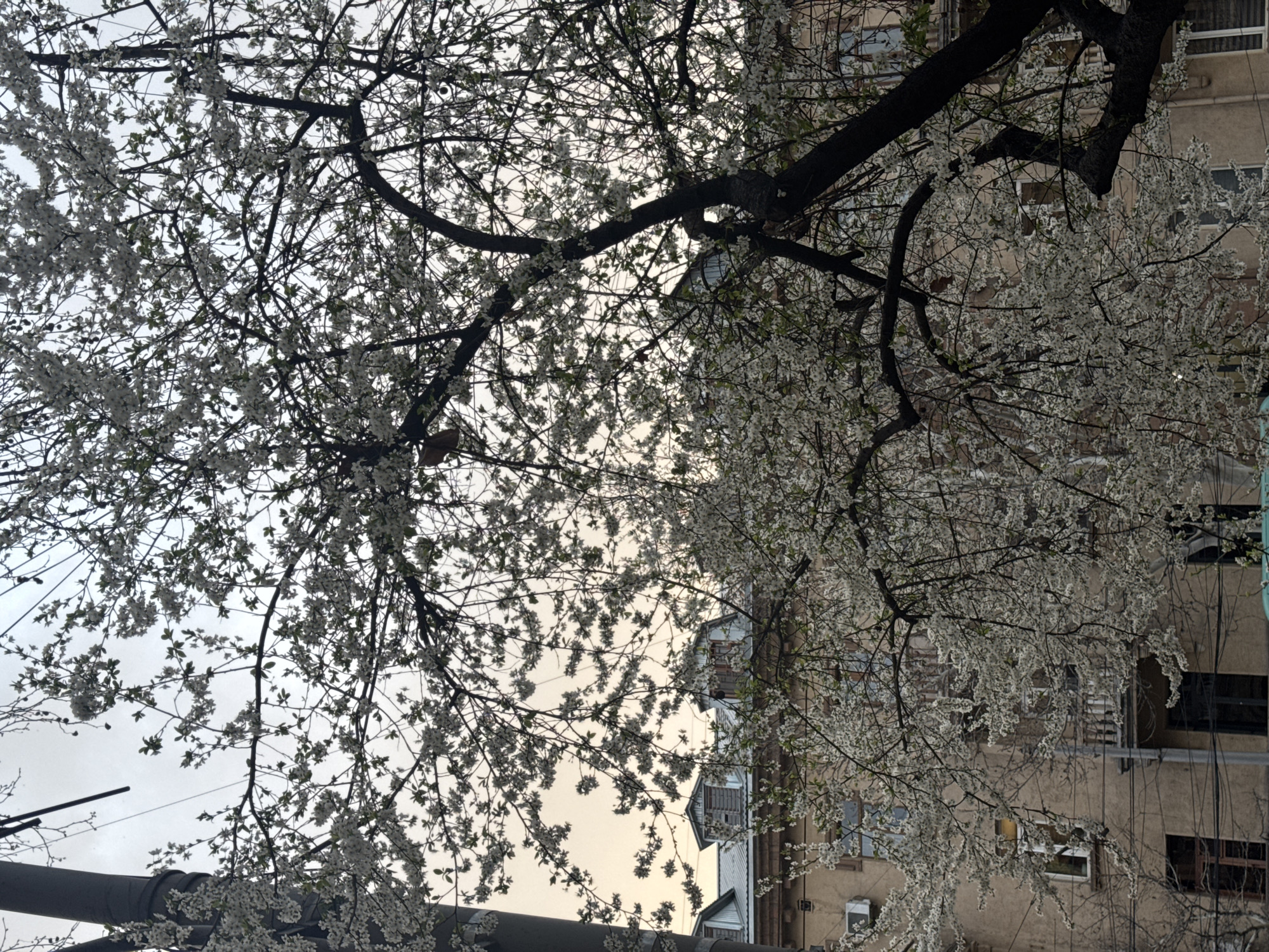 The image captures a view from Yerevan, Armenia, showcasing blossoming trees against the backdrop of city architecture. The flowering branches, laden with white blossoms, create a foreground that partially obscures the building behind. The structure appears to be an older building with multiple windows and architectural details that suggest a Soviet-era or early post-Soviet construction style. A utility pole is visible in the lower left corner. The sky is overcast, casting soft light across the scene.