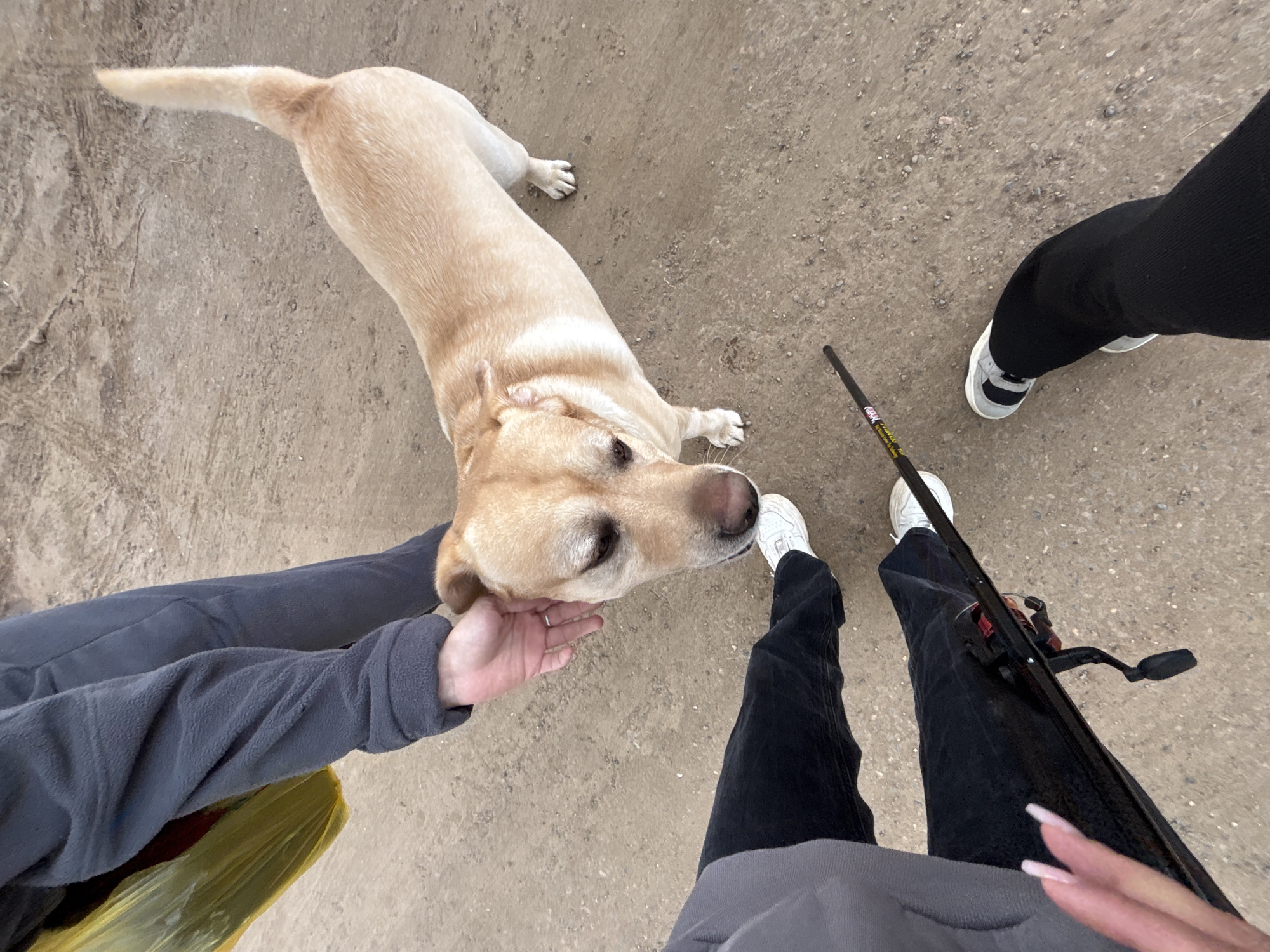 The image shows an overhead view of a sandy, greyish-brown ground surface. A light-yellow Labrador retriever dog is standing on the ground, its head oriented towards a person wearing a grey fleece jacket who is petting it. Another person wearing black pants and white sneakers is standing to the right, holding a fishing rod. A third person wearing black pants and black and white sneakers is standing behind the person with the fishing rod.