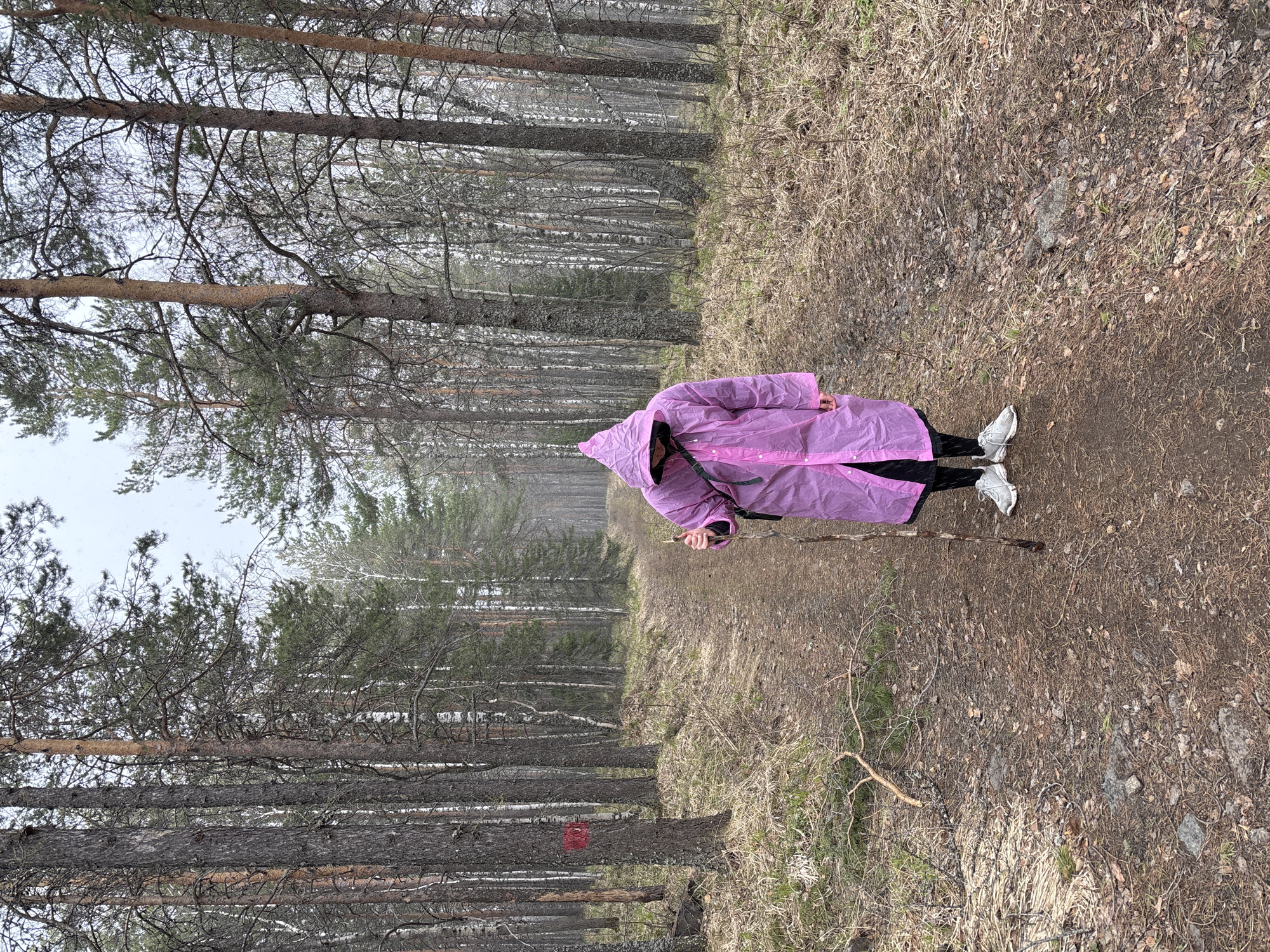 A person in a pink raincoat and white sneakers is walking on a path through a forest. The path is dirt and covered with leaves and twigs. Trees line both sides of the path, some of which are marked with red paint. The environment appears to be a forest near Kachkanar, Russia. The person is holding a walking stick. The weather seems overcast.
