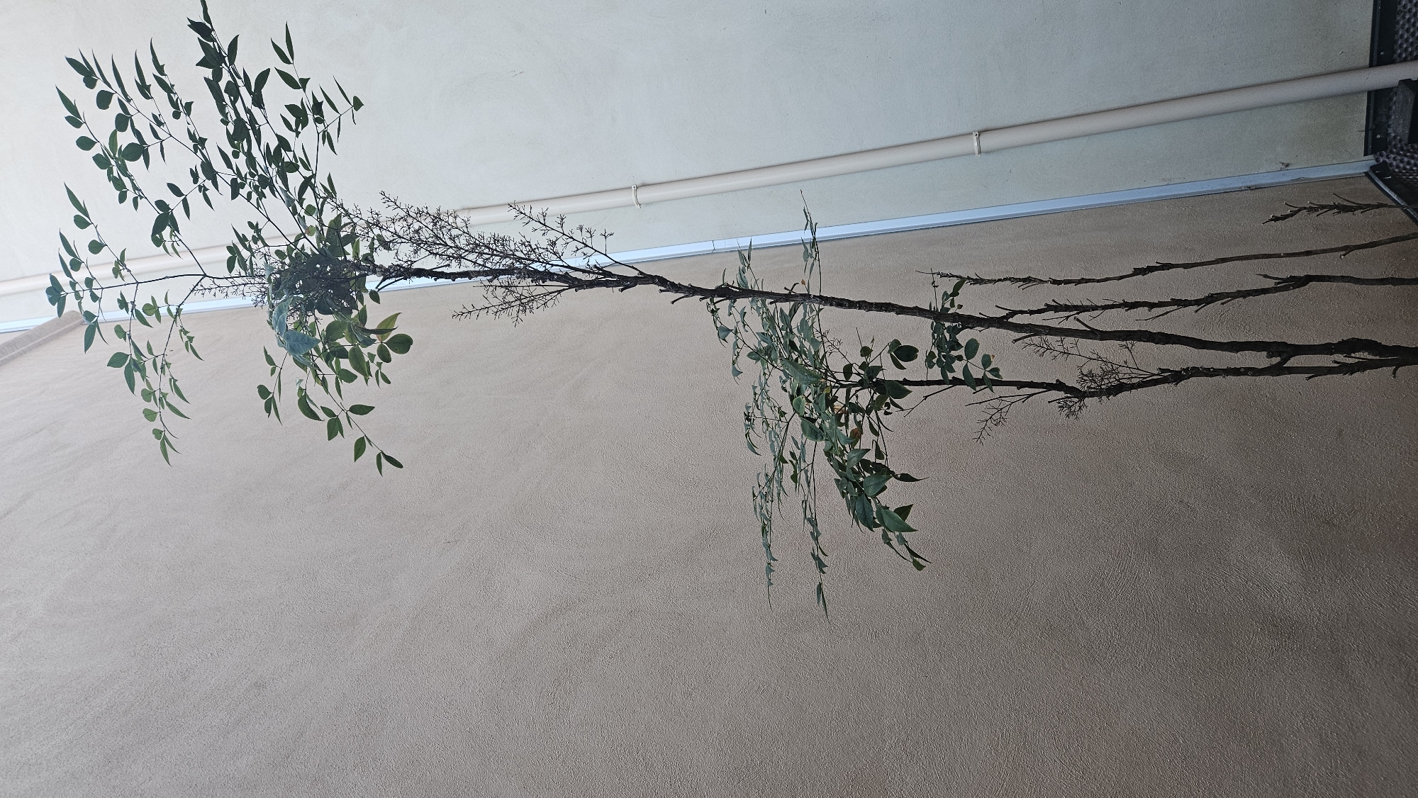 In L'Île-Rousse, France, two buildings with textured, light-colored walls stand adjacent to each other, forming a narrow outdoor space. A thin, light-colored pipe runs vertically along the right building's wall. In the foreground, a slender tree with dark brown branches grows upwards. The tree has sparse green leaves and a few small, delicate clusters of white flowers or seed pods. The overall scene depicts a quiet, possibly urban, outdoor setting focused on the natural element of the tree against the man-made structures.