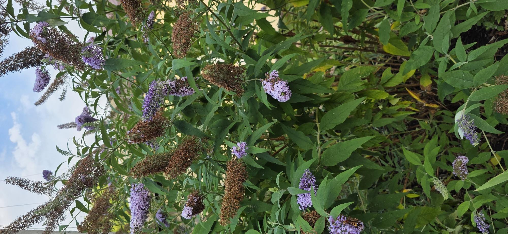 A close-up, vertical shot captures a flowering shrub, likely a butterfly bush, against a bright, cloudy sky. The plant exhibits clusters of small, lavender-colored blossoms interspersed with elongated, brown seed heads or spent flowers. Lush green leaves form a dense backdrop. The scene is illuminated by natural daylight, casting subtle shadows. No individuals or specific structures are visible within the frame. The image does not provide information about the location in the city of Mineralnye Vody, Russia.