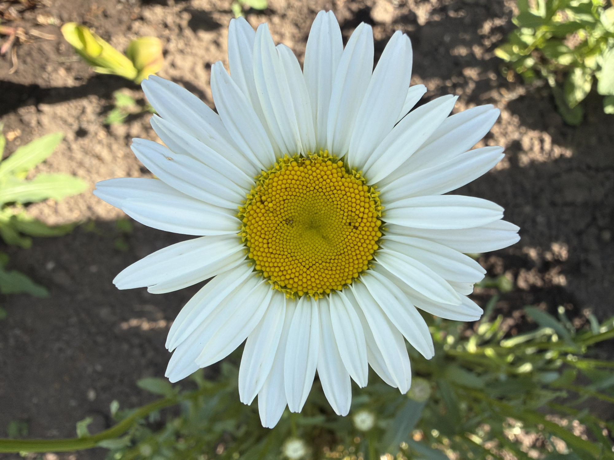 A close-up shot shows a single daisy flower with white petals and a yellow center. The flower is positioned centrally in the frame, with the surrounding background consisting of soil, grass, and other green foliage. The location is Unknown, Unknown.