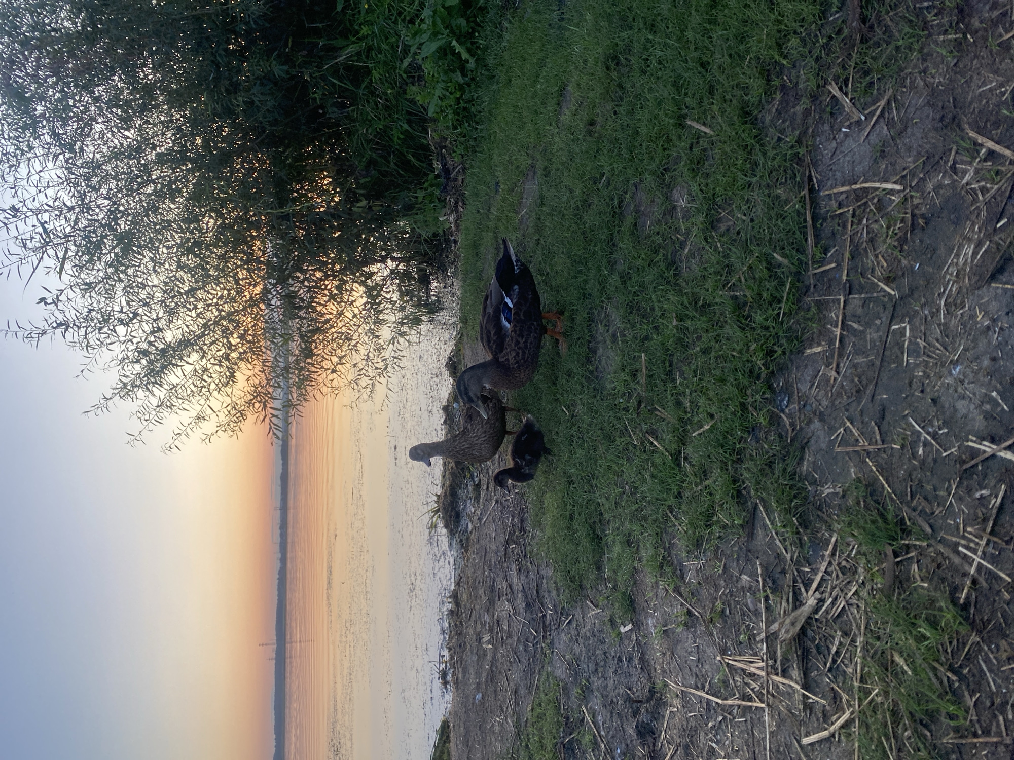 A family of ducks, one adult and two ducklings, stand on the grassy shore of a lake at sunset. The adult ducks are mottled brown and black, and the ducklings are a darker shade of brown. The lake is calm and reflects the orange and pink hues of the sunset sky. A large tree with dark green leaves is silhouetted against the sky on the right side of the frame. The ground in the foreground is a mix of dirt and grass, with some fallen branches. The image appears to be taken in the city of Smolino, Russia.