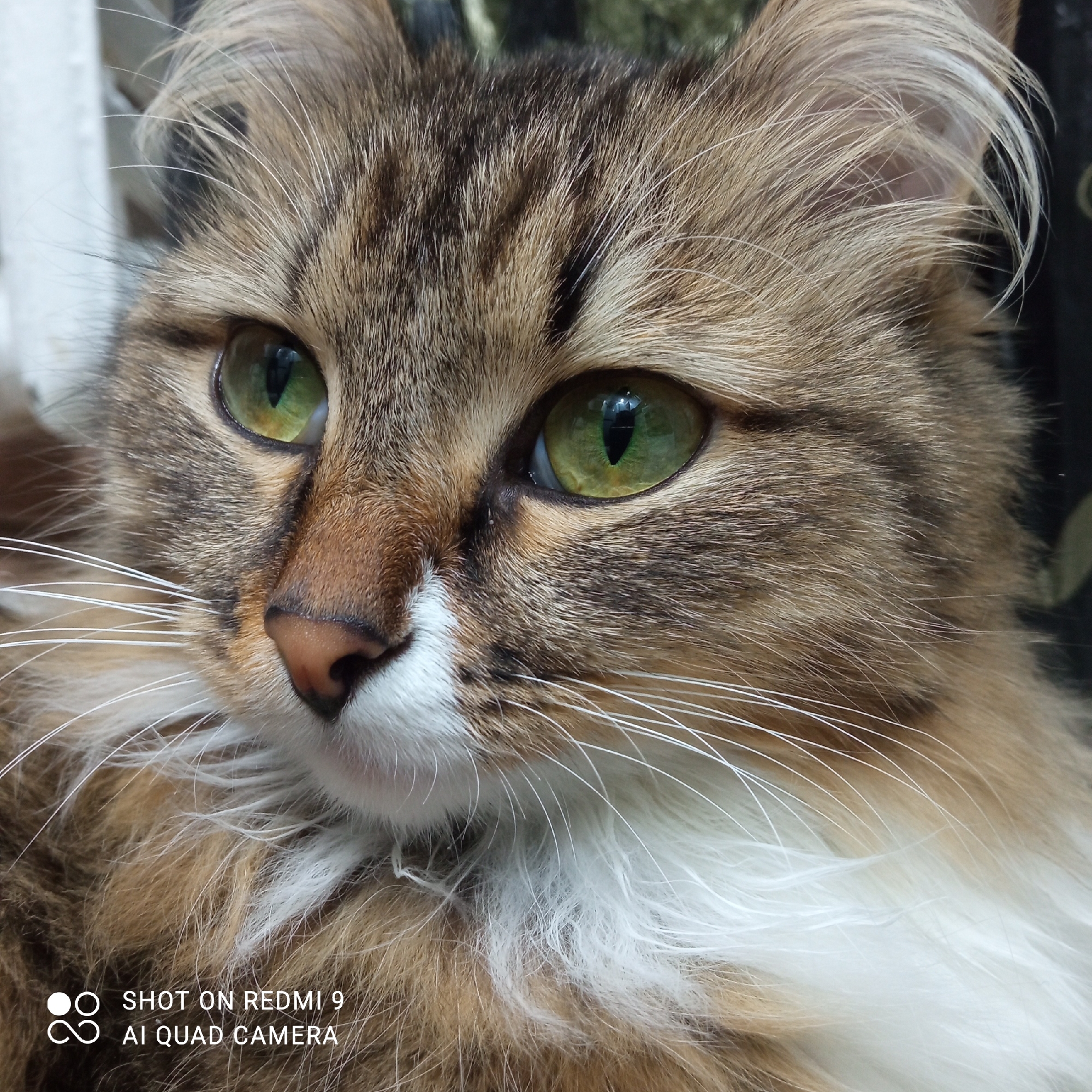 A close-up portrait captures the head and upper chest of a long-haired cat, possibly an indoor setting in Chaikovsky, Russia. The cat dominates the frame, facing slightly to the left, with its gaze directed off-camera. Its fur features a distinctive tabby pattern with shades of brown, black, and cream, becoming white around its muzzle, chin, and chest.
The most striking feature is the cat's brilliant emerald green eyes, which show reflections of an unseen light source. Its pupils are vertically elongated, typical of cats. Prominent, long white whiskers fan out from its muzzle, which has a pinkish-brown nose. The fur on its cheeks and ears is noticeably fluffy, with some lighter, finer hairs visible within the ears. The background is softly blurred, providing a shallow depth of field that emphasizes the cat. The overall impression is one of calm attentiveness or curiosity.
In the bottom left corner, a white watermark states: "SHOT ON REDMI 9" and "AI QUAD CAMERA", indicating the device used to capture the image.