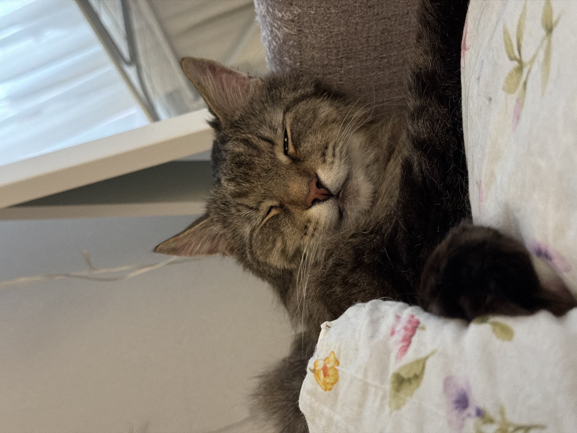 The image shows a tabby cat sleeping on a floral-patterned pillow. The cat is positioned to the right of a gray, possibly carpeted surface, likely part of a cat tree. The cat's fur is a mix of gray and brown tones. A white shelf is visible in the background. The location in Засечное, Russia is not discernible from the image.