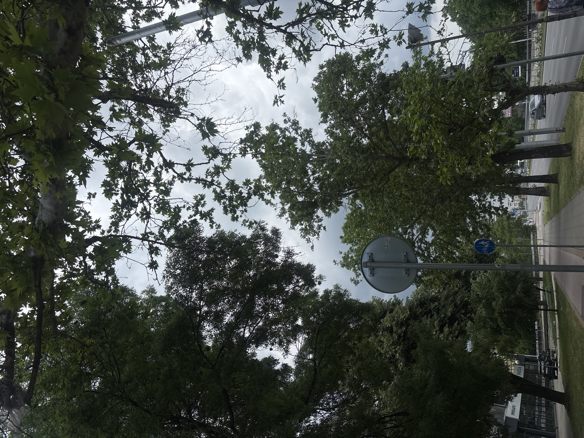 The image shows a view looking up through trees at a cloudy sky. Trees frame the scene, with branches and leaves filling the foreground and sides. Beyond the trees, there is a view of a street with a sidewalk, a road, and some buildings. A street sign is visible among the trees. The location is Plovdiv, Bulgaria.