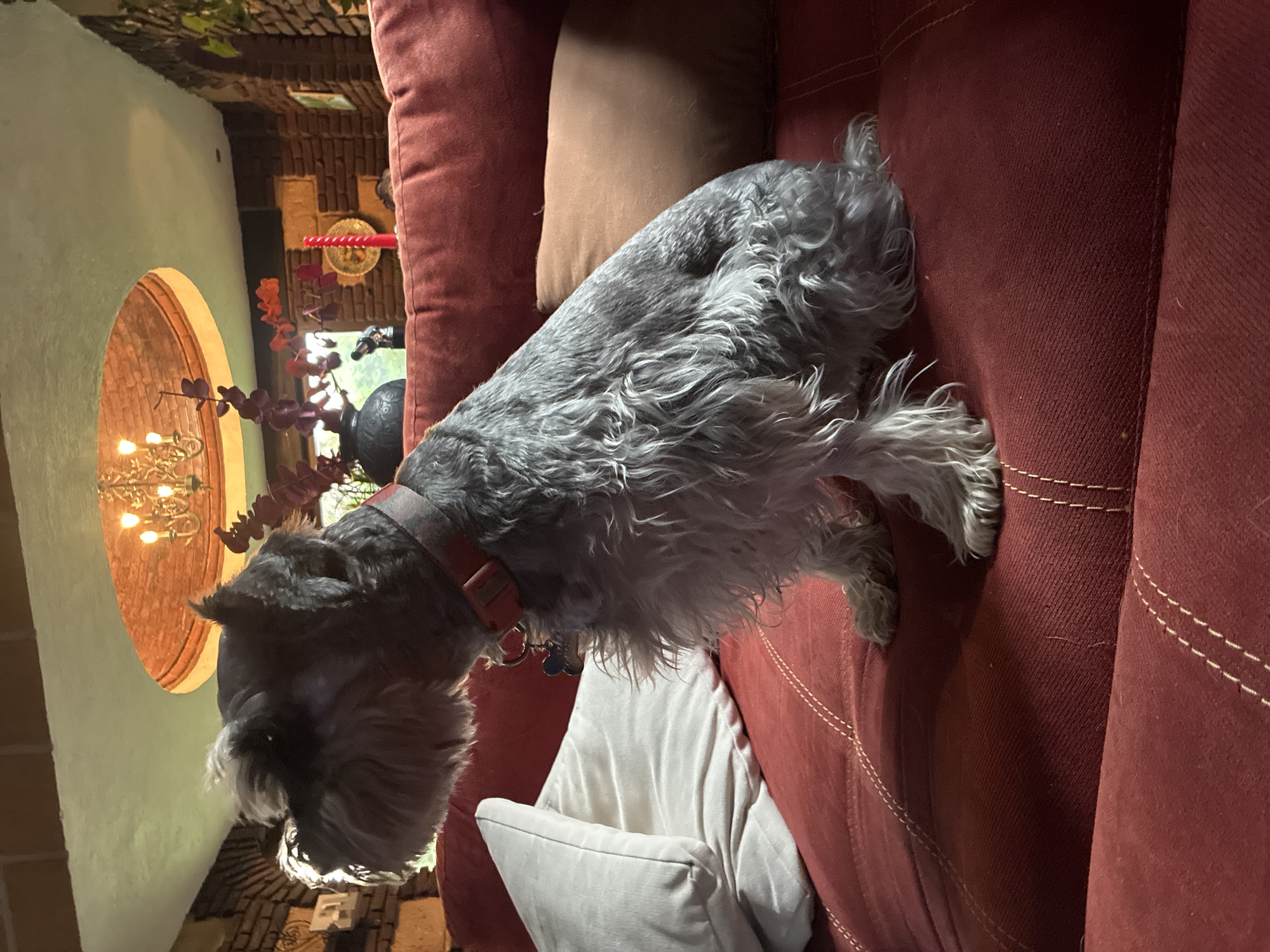 A gray schnauzer wearing a red collar with identification tags stands on a burgundy upholstered sofa. The sofa is adorned with a light brown and a white pillow. In the background, an arched window reveals an interior space featuring a chandelier. The scene is likely indoors, potentially a home located in Cañada de Madero, Mexico.
