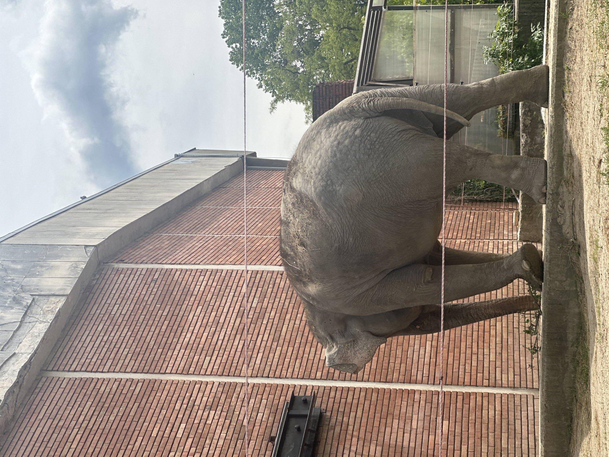 An elephant is photographed at Sofia Zoo in Sofia, Bulgaria. The elephant stands within its enclosure with a brick wall and a building behind it. A thin red rope hangs down in front of the elephant. The sky is visible above.