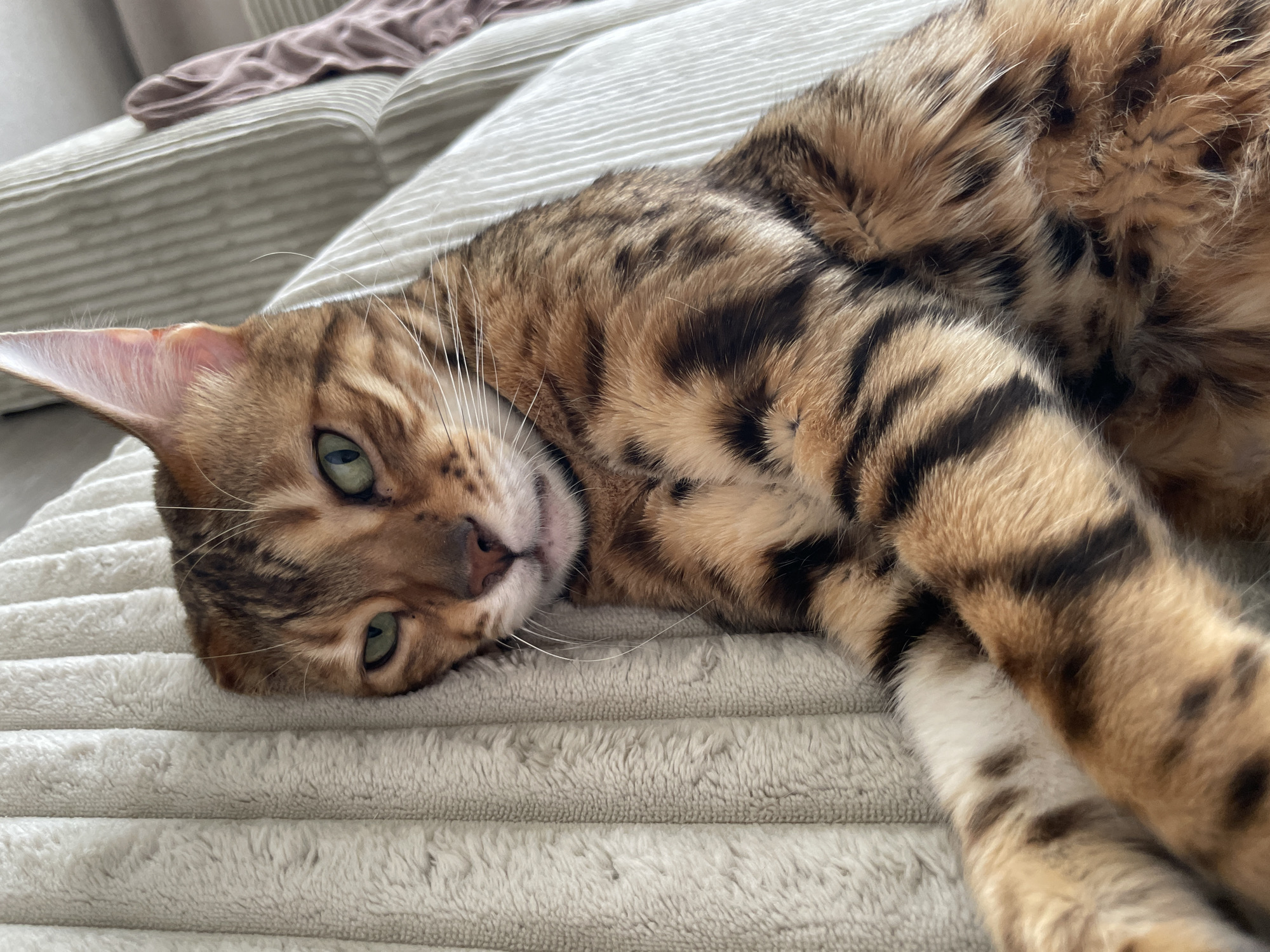 A Bengal cat with a brown and black striped coat lies on a light-colored, textured cushion. The cat's head is resting on the cushion, and it has green eyes and white whiskers. The cat's body extends diagonally across the frame, with one paw visible in the lower right corner. The background is blurred, but a bed and a brown object are partially visible. The location of the image is not identifiable within Izhevsk, Russia.