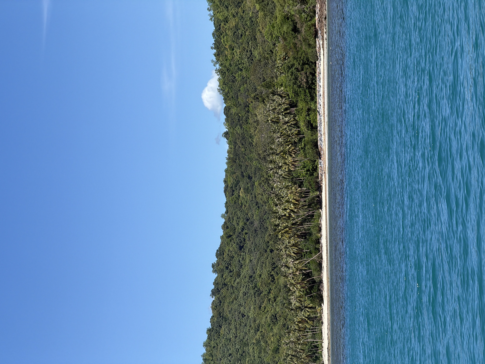 The image shows a panoramic view of a tropical coastline on a clear day. In the foreground, the bright blue ocean is calm, with gentle ripples on the surface. The middle ground features a sandy beach lined with a dense grove of palm trees. Behind the beach, a lush, green hillside rises steeply, covered in thick vegetation and trees, suggesting a tropical island or a heavily forested coastal area. The sky above is a vibrant, cloudless blue, with a single wispy cloud visible near the top of the hillside. The scene captures the natural beauty of a coastal landscape in a sunny climate.