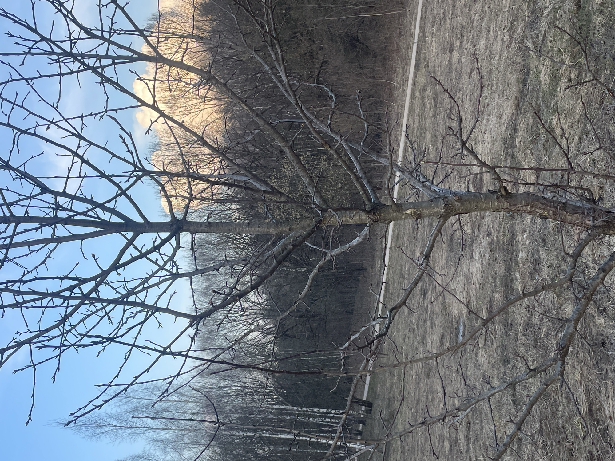 The image shows a tree with bare branches against a sky that fades from blue to light orange at the horizon. In the background, there is a dense area of trees, followed by a field of dry grass or brush. A light-colored path is visible separating the grassy area from the trees in the background. The location is potentially Moscow, Russia. No people or animals are visible.