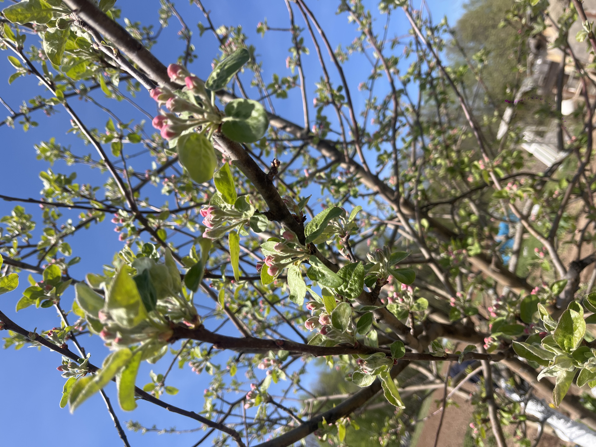 The image shows a tree with buds and new leaves against a bright blue sky. The tree appears to be blossoming with small pink buds. The background is blurred, suggesting the focus is on the tree's branches and blossoms. There is no indication in the image itself that the location is Двигатель, Russia. The image contains no people or interactions.
