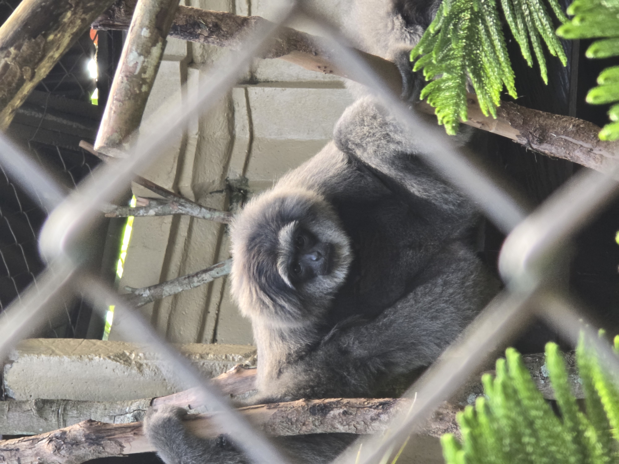 A grey gibbon sits on a branch inside an enclosure. The scene is viewed through a blurred wire mesh. The background includes a concrete wall and green foliage. The location is Unknown, Unknown.