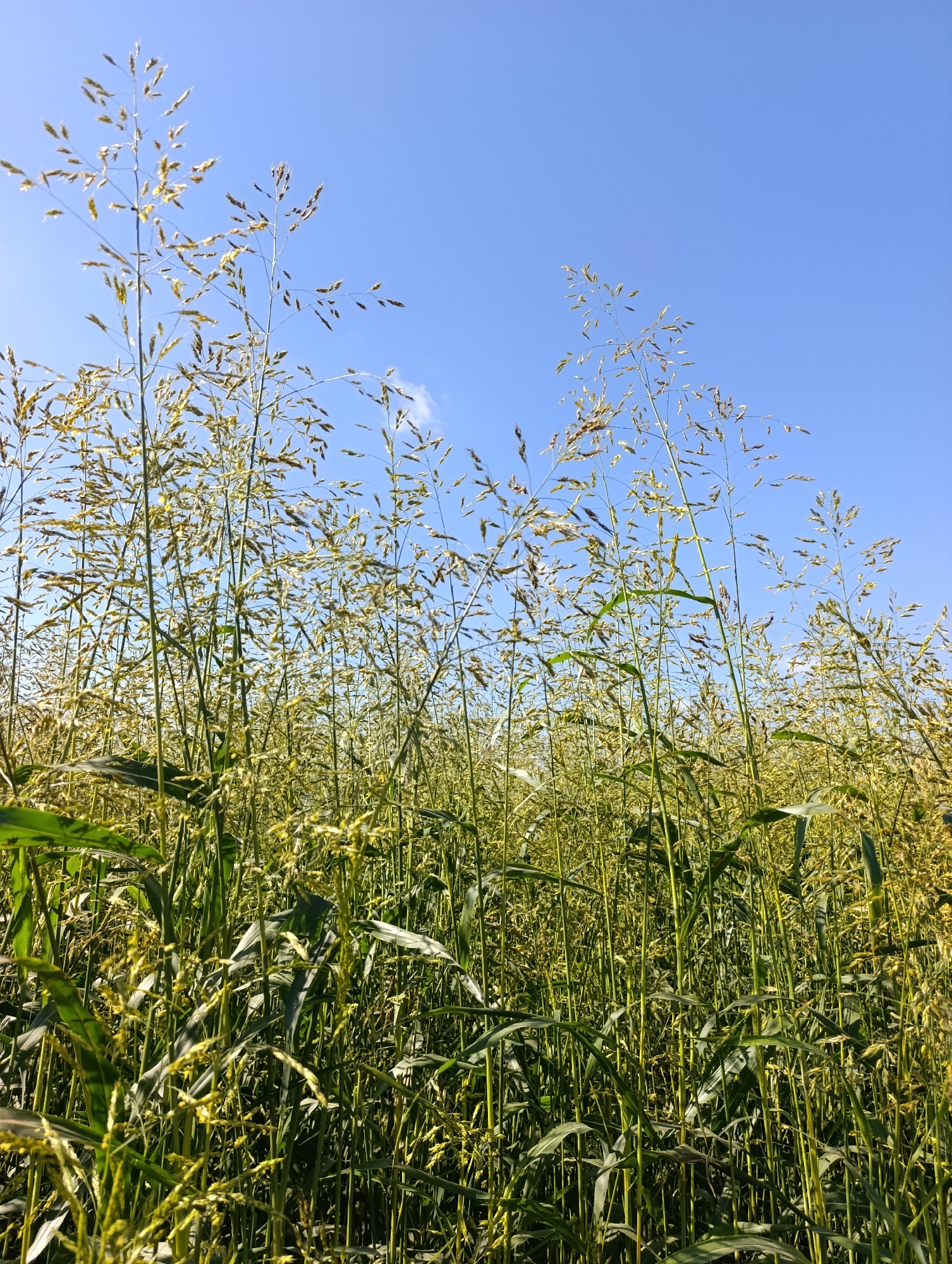 The image shows a close-up view of tall grass with seed heads against a clear blue sky. The grass is a mix of green and golden hues, with some stalks reaching upwards towards the sky. The perspective is from the ground looking up, emphasizing the height and density of the grass. The sky is cloudless, suggesting a sunny day. The scene appears to be an outdoor natural environment, likely a field or meadow. The image was taken in the village of Samorodovo, Russia. There are no people or animals visible in the image.