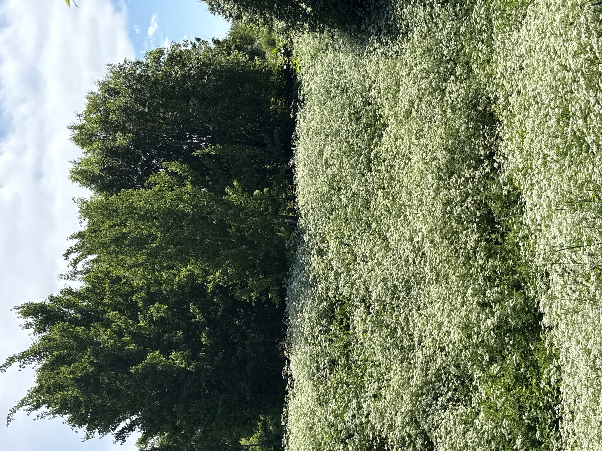 The image depicts an outdoor natural landscape located in the city of Imeni Sverdlova, Russia. The foreground and midground feature a dense field of small white flowers, likely wild carrot or common yarrow, covering the ground entirely. Green foliage is visible beneath and interspersed among the white blossoms. In the background, a thick line of tall, deciduous trees with dark green summer foliage forms a natural boundary. Above the treeline, a partly cloudy sky is visible, with patches of bright blue and scattered white clouds. The scene is brightly illuminated, characteristic of daytime. No human figures, animals, or man-made objects are present.