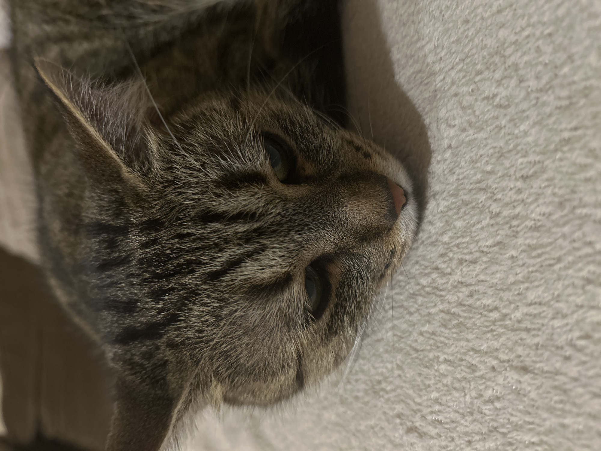 The scene is situated in Sofia, Bulgaria, as specified. The image presents a close-up, eye-level view of a domestic tabby cat lying down indoors. The cat's head is centered, resting on a light cream or off-white textured fabric surface, consistent with a soft blanket or throw. The cat exhibits a brown and grey mackerel tabby fur pattern. Its right ear is visible, erect, and tipped with fine hairs. The eyes, partially open, appear to be a muted greenish-blue, directed slightly downwards and towards the viewer's left. A pinkish nose and white whiskers are prominent. The background behind the cat is out of focus, showing indistinct dark brown and tan elements, suggesting other soft furnishings or a blurred wall. Ambient, diffuse lighting illuminates the scene, casting subtle shadows beneath the cat's head.