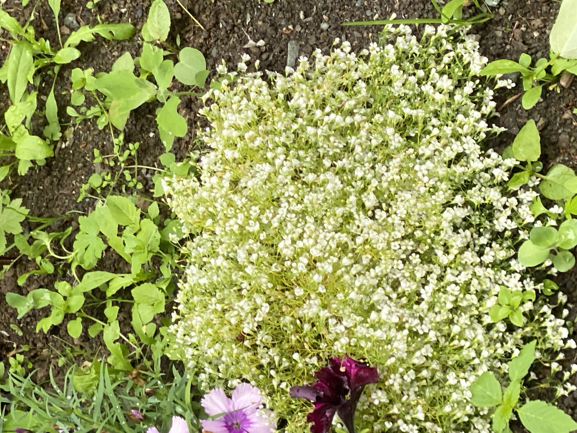 A high-angle, medium shot captures a patch of small white flowers with green foliage in a garden setting. The flowers are densely packed, creating a fluffy mound. Surrounding the white flowers are various green leaves and darker soil. In the bottom left corner, parts of pink and purple flowers are visible, along with thin green grass. A deep purple flower with visible petals is also present in the lower right portion of the frame. The scene appears to be outdoors, with natural light suggesting daytime. No people, text, or specific events are depicted. The location context is Yuzhno-Sakhalinsk, Russia.
