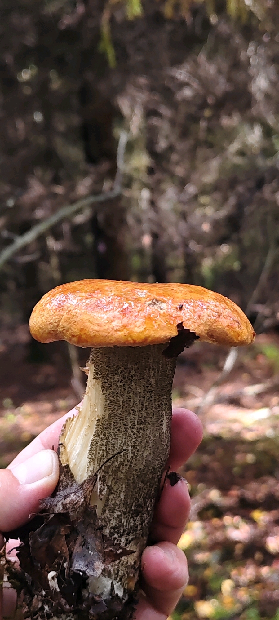 A person's hand holds a single, orange-capped mushroom with a textured, gray stem against a blurred background of a forest in Goluboy Les, Russia. The mushroom's cap is slightly damaged on the edge. The background consists of trees and fallen leaves, suggesting an autumn setting. The hand is visible on the lower left and right side of the frame, holding the mushroom.