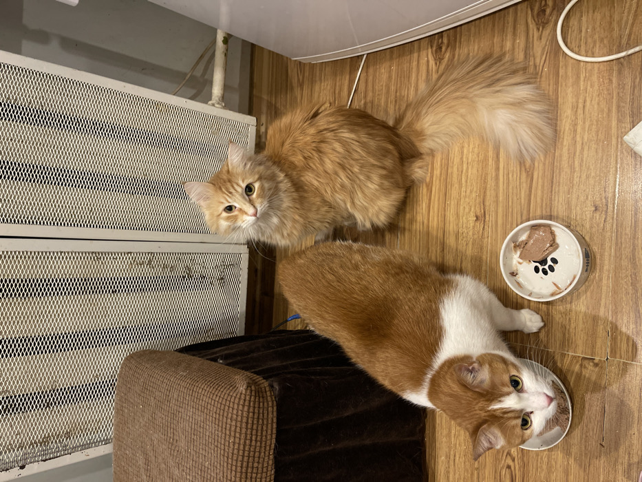 The image displays two domestic cats indoors, captured from an elevated perspective, with the scene appearing rotated 90 degrees clockwise.
In the upper-left portion of the frame (when viewed in its current orientation), a fluffy ginger cat with medium-length fur and bright green-gold eyes is looking directly upwards towards the camera. Its fur is a solid orange color, and it appears alert. This cat is positioned near a tall, white, rectangular structure that has a grid or mesh pattern, possibly a radiator cover or a storage unit.
Below and to the right of the fluffy ginger cat, an orange and white tabby cat is actively eating from a white ceramic food bowl placed on a light brown wooden floor. This cat has short to medium fur, with prominent white markings on its chest, belly, and paws, contrasting with its orange body. Its head is largely in the bowl, but its eyes are visible, looking slightly upwards and to the left, away from its food, towards the viewer.
Adjacent to the bowl the tabby cat is eating from, another white ceramic cat food bowl is visible. This bowl is mostly empty, showing some remnants of wet food and a distinct black paw print design at its bottom. A white electrical cord or cable runs along the wooden floor near these bowls.
In the lower-left corner of the image, a section of a brown upholstered object, possibly a cat tree or the armrest of a piece of furniture, is visible. The floor throughout the scene is made of light brown wood planks, showing natural grain patterns. The lighting suggests an indoor setting, likely under artificial light. The cats appear well-cared for, and the overall scene depicts a moment of feeding or attention.