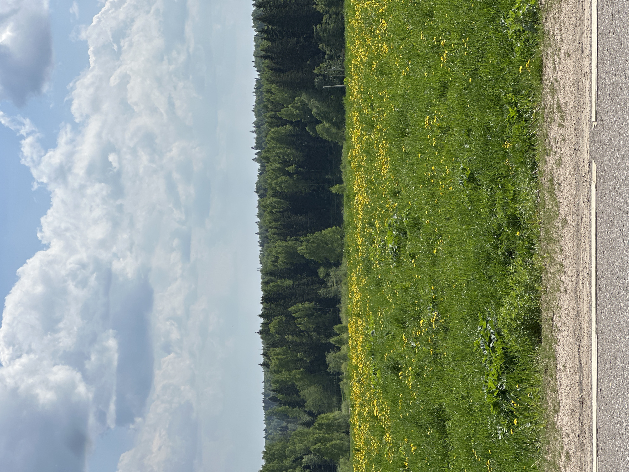 The image shows a landscape with a road on the right, a grassy field with yellow flowers in the center, a forest to the left of the field, and a cloudy sky on the left. The location is possibly Малеевка, Russia. No people are visible. The scene shows a typical rural landscape with natural elements.