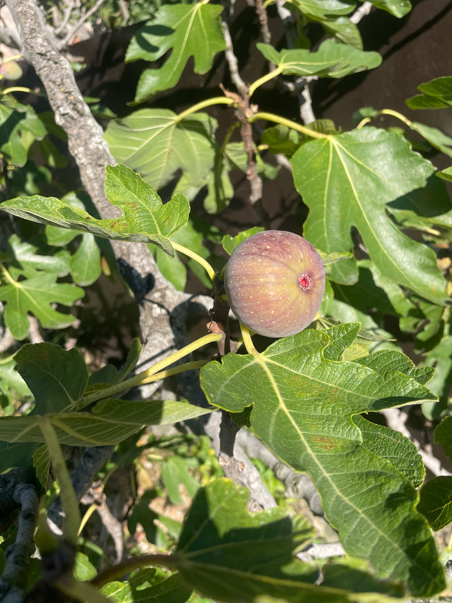 A single, ripe fig, approximately two inches in diameter, hangs from a branch of a fig tree. The fig is round with a light brown skin speckled with darker dots, and a small red opening at the top. It is surrounded by large, green, lobed fig leaves. The tree branch is rough and gray. The background is out of focus, showing more leaves and the dappled sunlight filtering through them. There are no people or animals visible. The scene appears to be outdoors in a garden or natural setting, consistent with the location of Baranovka, Russia.
