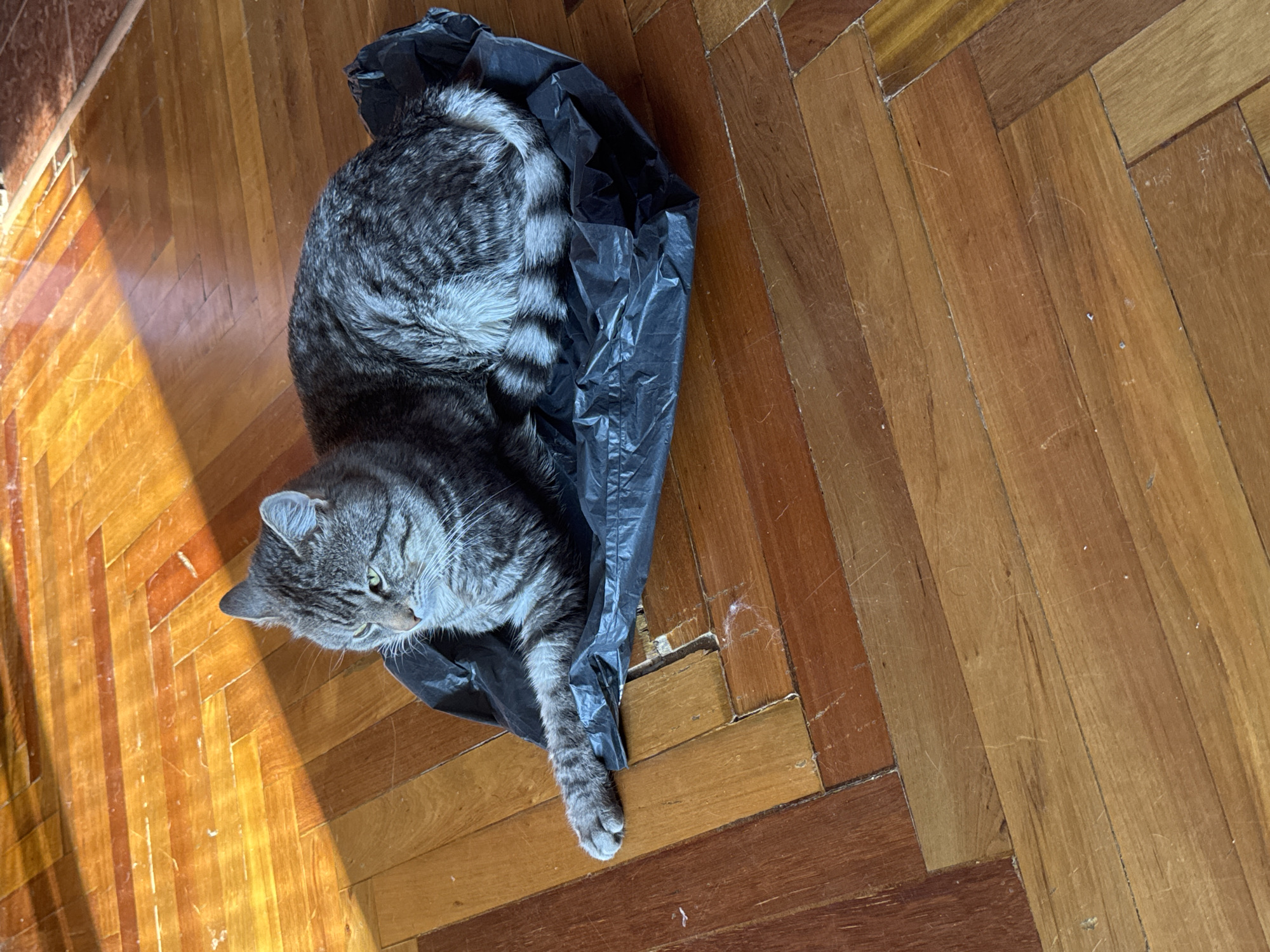 A tabby cat is lying inside a crumpled black plastic bag on a polished wooden floor. The cat is mostly gray with black stripes and a bushy tail, curled around its body. Its head is turned to the left, and its green eyes are looking slightly downwards. One of the cat's paws is visible, resting on the bag.
The floor appears to be made of wood planks laid in a herringbone pattern. Sunlight is streaming in from the left side of the image, casting distinct shadows on the floor, suggesting it is daytime. The setting is indoors, likely a room with a wooden floor. There are no people visible in the image, and no visible text. The overall mood appears calm and domestic, with the cat finding comfort or amusement in the plastic bag. The location context provided is Zaporizhzhia, Ukraine, though there are no specific visual cues within the image to confirm this location.