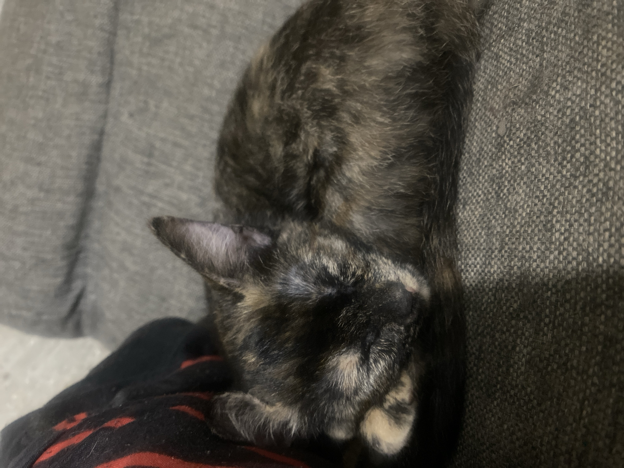 A tortoiseshell kitten sleeps curled up on a textured grey couch. A black and red striped fabric is visible to the left of the kitten. The kitten's eyes are closed, and its paw is tucked under its head. The scene is indoors, likely in a residential setting in Samara, Russia.