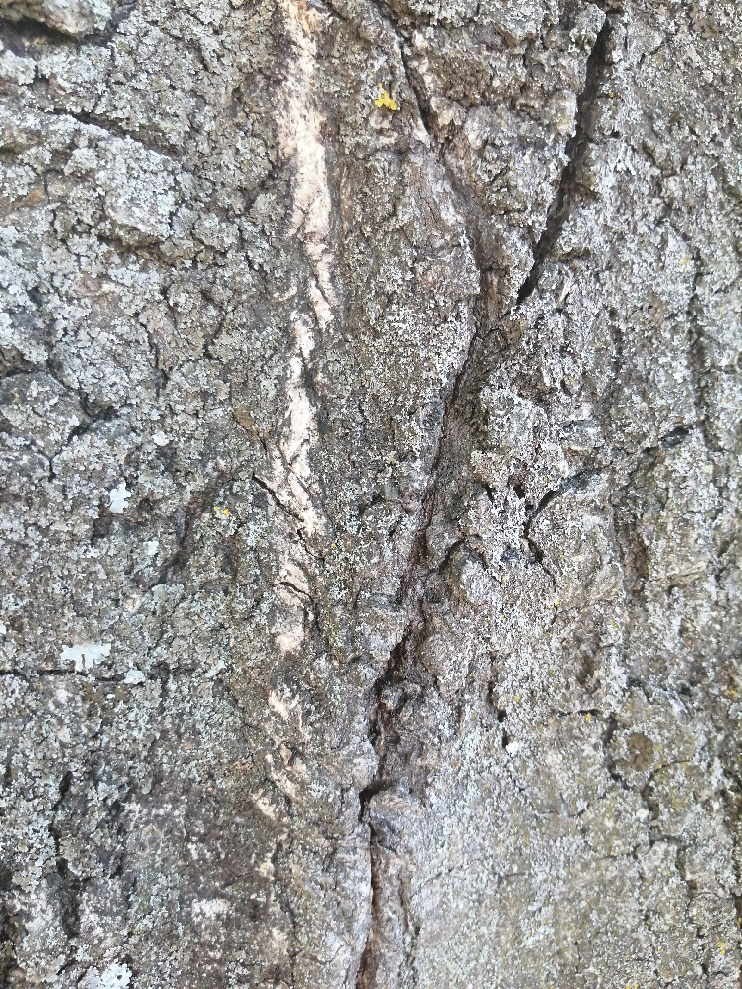 The image displays a close-up, vertical view of the textured bark of a tree. The bark is predominantly grey with patches of white and some hints of green and yellow lichen. Deep fissures and rough, uneven surfaces are visible, indicating age and exposure. There are no people or other objects present in the frame, and the focus is solely on the natural pattern and texture of the tree's exterior. The lighting suggests an outdoor environment, possibly during daytime, casting subtle shadows that accentuate the bark's relief. There is no information about the specific location within the city of Slonim, Belarus, that can be derived from the image itself.