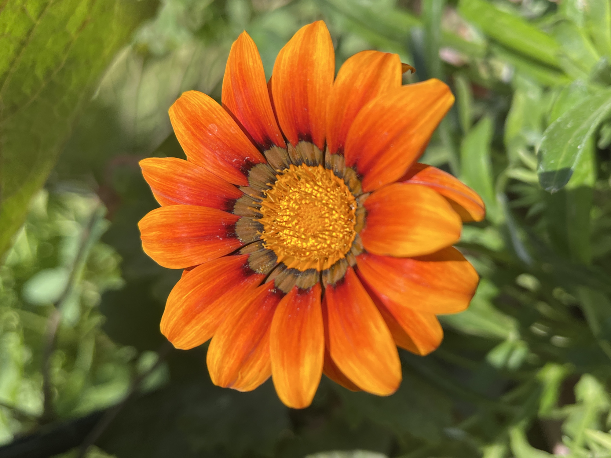 An extreme close-up shot of an orange gazania flower is displayed. The flower is facing forward with its petals spread open. The center of the flower is a bright yellow, surrounded by dark brown and then orange petals with red tips. The petals are ribbed and slightly curled. The background is a blur of green foliage, suggesting an outdoor garden setting. The lighting is bright and natural, casting subtle shadows on the petals. No people or specific landmarks in Shymkent, Kazakhstan, are visible in this image.