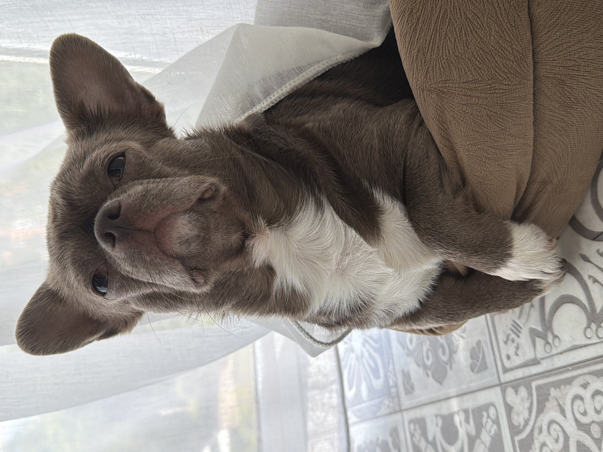 This is a close-up, horizontal photograph featuring a small dog, possibly a Chihuahua or similar breed, lying down and looking towards the camera. The dog's fur is a mixture of grayish-brown and white, with prominent white patches on its chest, underbelly, and paws. Its head is positioned on the left side of the frame, slightly tilted, with its dark eyes making direct eye contact. One ear is fully visible and perked, while the other is partially hidden. The dog's nose is dark and appears moist.
The dog is nestled within soft furnishings. A sheer, white, translucent fabric, likely a curtain or light blanket, covers part of its body and is prominent in the upper left portion of the image, allowing diffused natural light to filter through. To the dog's right, there is a textured, light brown fabric, possibly a blanket or cushion, featuring a subtle embossed pattern. Below the dog and the brown fabric, a tiled floor is visible, adorned with intricate grey and white ornamental and geometric patterns. The bright, diffused light indicates it is daytime. The dog's expression appears curious and relaxed. No text is visible in the image. The setting is indoors, in Votkinsk, Russia.