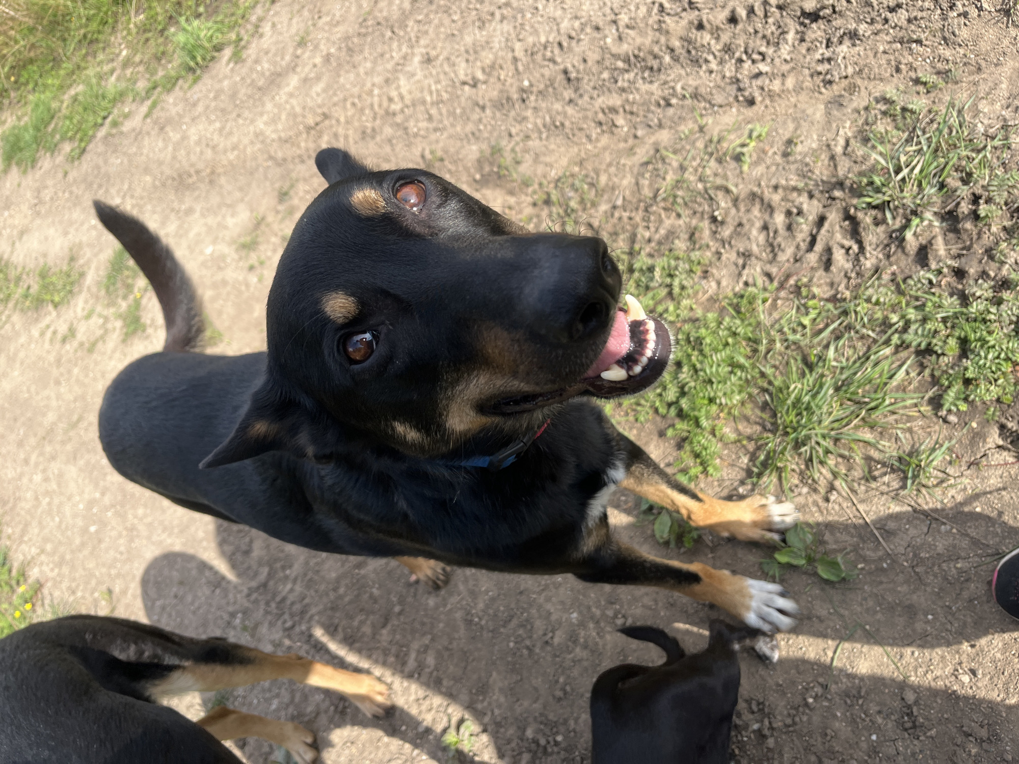 An outdoor, high-angle, eye-level shot captures a close-up of a medium-sized black and tan dog on a dirt path. The dog is looking directly at the camera with its mouth open, revealing its teeth and pink tongue. Its brown eyes are wide, and its ears are perked. The dog has tan markings above its eyes and on its muzzle. Its front paws are white, and its hind legs are tan. In the background, another black dog is partially visible, and sparse green grass and small yellow flowers grow along the edge of the path. The ground is a mix of dirt and patches of grass. The overall lighting suggests it is a sunny day. No specific details about Nizhny Tagil, Russia, are discernible from the image.