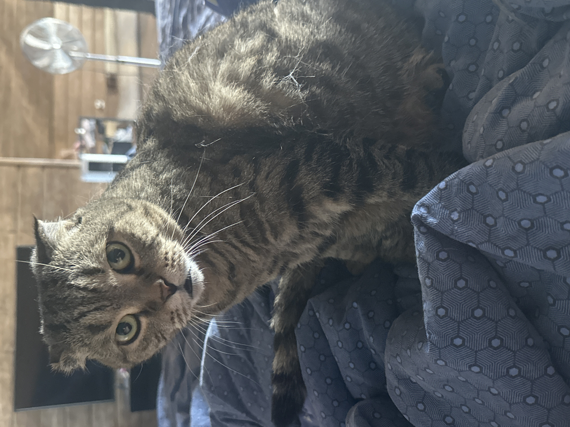 A domestic shorthair cat with tabby markings and folded ears sits on a blue, geometrically patterned blanket. The cat's eyes are open and looking directly at the camera. The background is blurred, showing wooden paneling and some indistinct objects. The scene appears to be indoors, likely in a bedroom. There is no information available to suggest this image is located in Virki, Russia.