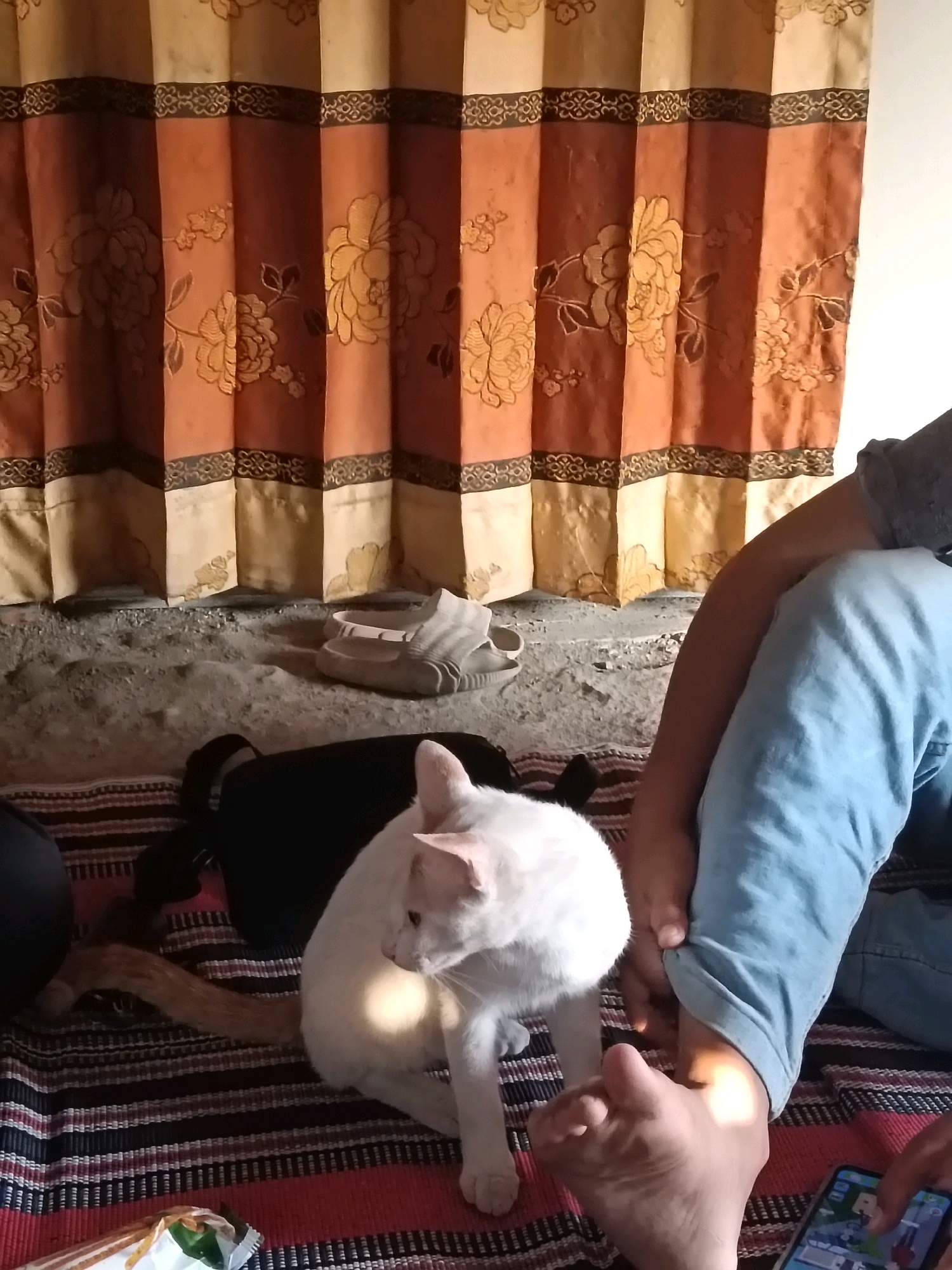 In Mendenrejo, Indonesia, a white cat is sitting on a striped mat in front of a floral curtain. The cat is looking to the right. A person wearing blue jeans is sitting next to the cat, with their legs crossed. Their right leg is bent at the knee, and their left leg is extended. A black bag is behind the cat. A pair of white sandals is placed on the ground in front of the curtain. The ground appears to be dirt and sand.