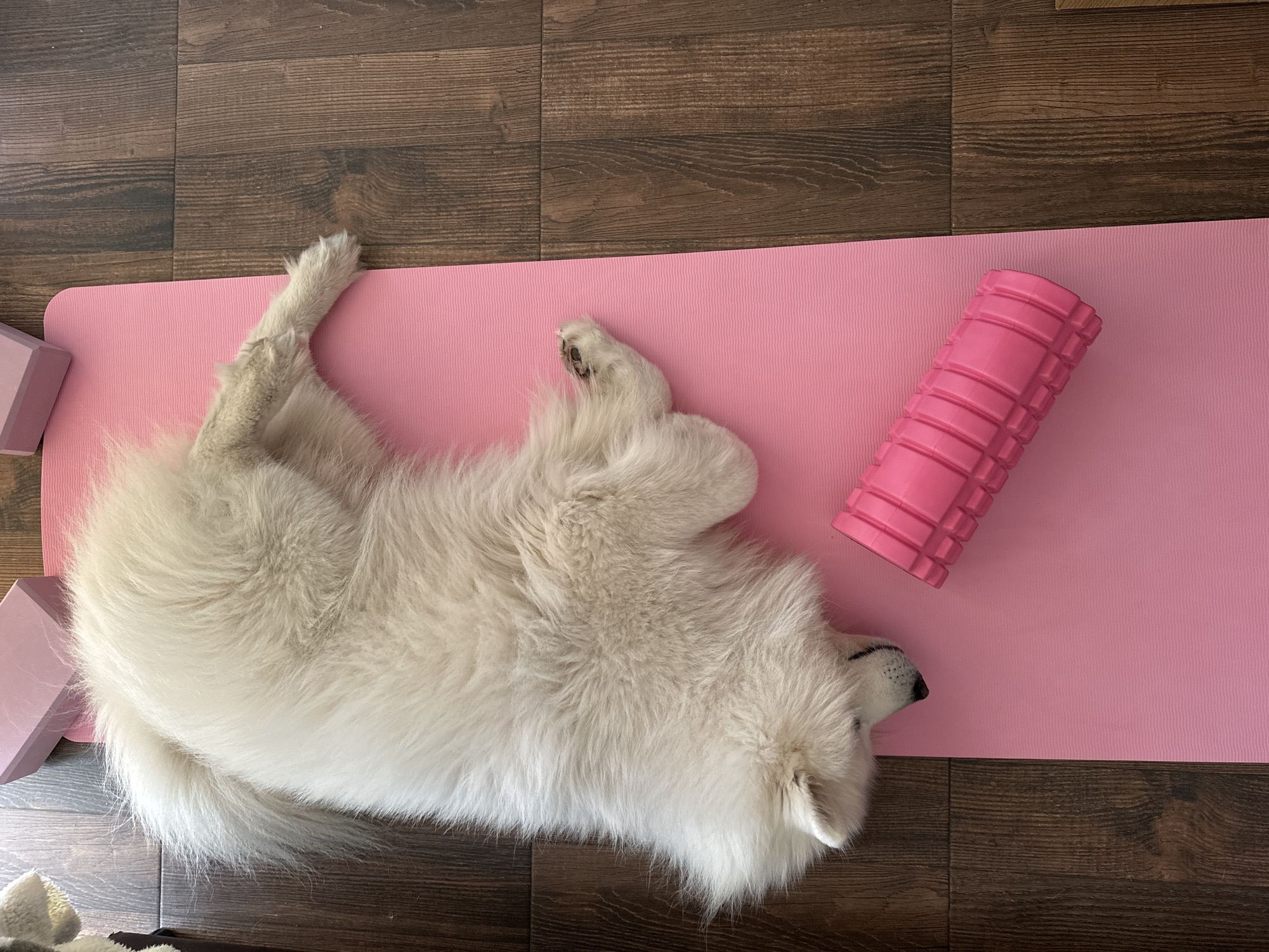 A high-angle shot depicts a white dog lying on a pink yoga mat on a dark wooden floor. A pink foam roller lies to the right of the dog, and pink yoga blocks are to the left. The location is presumably indoors, but the city of Bar, Montenegro cannot be discerned.