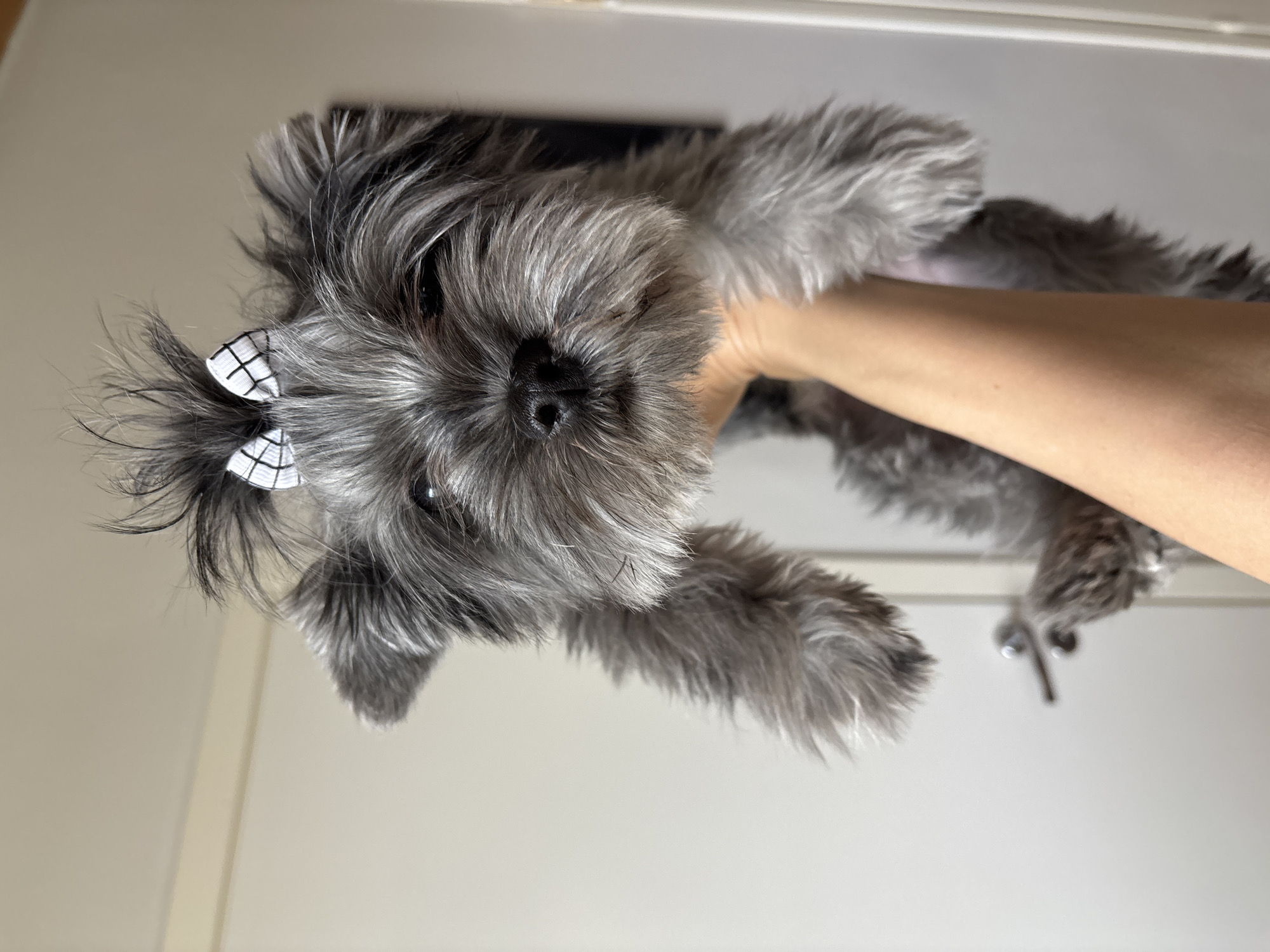 A medium shot captures a gray schnauzer being held in a person's arm indoors. The schnauzer has a white bow with black lines on the hair on its head. The location is not discernable as Chaikovsky, Russia based on the details visible. The background includes a white door with a silver handle and a dark gray rectangular object.