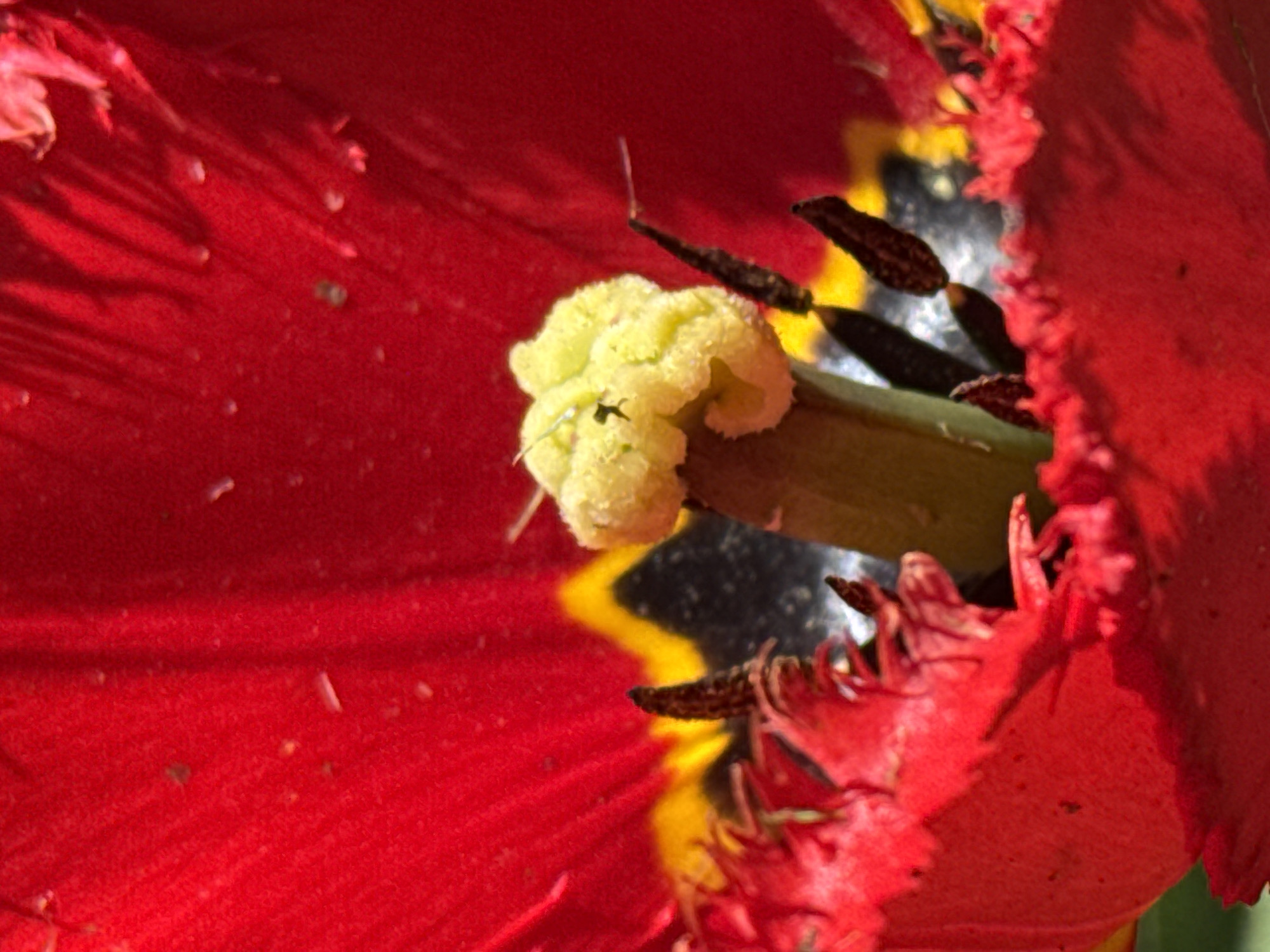 A close-up photograph taken in Vsevolozhsk, Russia, shows the interior of a vibrant red and yellow fringed tulip. The flower's yellow pistil is covered in tiny yellow pollen granules and has a small insect resting on it. Several brown stamens surround the pistil. The red petals of the flower appear textured and detailed.