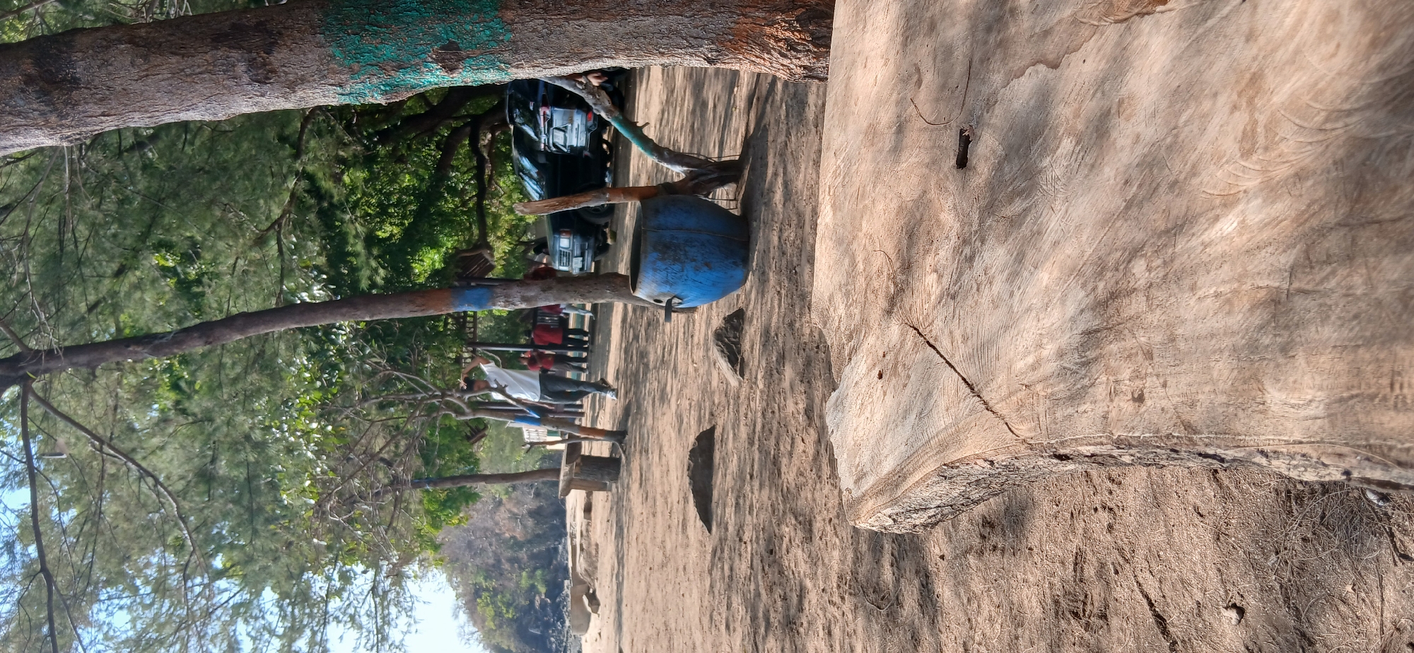 This image depicts a sandy beach area, likely in Banyuglugur, Indonesia. In the foreground, a large, weathered log is positioned horizontally, showing its rough-hewn texture and cracks. The background reveals a beach with sparse vegetation and trees. Several individuals are visible, including a man in a white shirt walking, and a group of people in the distance near parked vehicles. A blue barrel, possibly used for storage or as a planter, is situated among the trees. The overall scene suggests a casual, outdoor gathering or recreational spot.