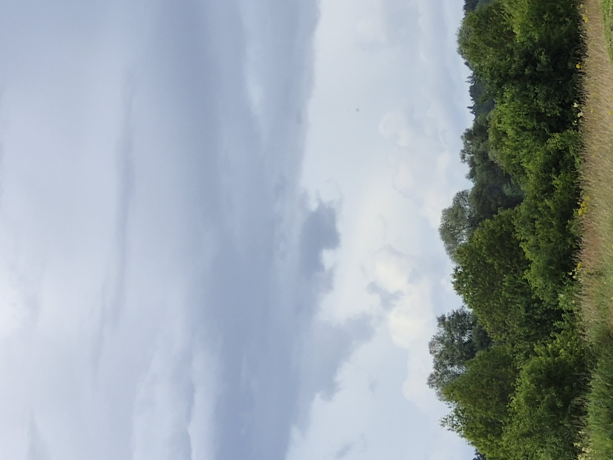 An outdoor shot captures a vast, cloudy sky above a dense line of green trees and a field of dry grass with scattered yellow wildflowers. The scene appears to be a rural landscape, possibly on the outskirts of the city of Sooblase, Estonia, given the mention of the location. The image is devoid of any people or human activity, focusing solely on the natural elements of the environment. The trees are lush and varied in shape and size, suggesting a diverse forest. The sky is overcast with heavy, grey clouds, hinting at potential rain or a stormy day. The grass in the foreground is dry and golden, with small yellow flowers interspersed throughout, adding a touch of color to the otherwise muted palette. The overall impression is one of serene, untouched nature.